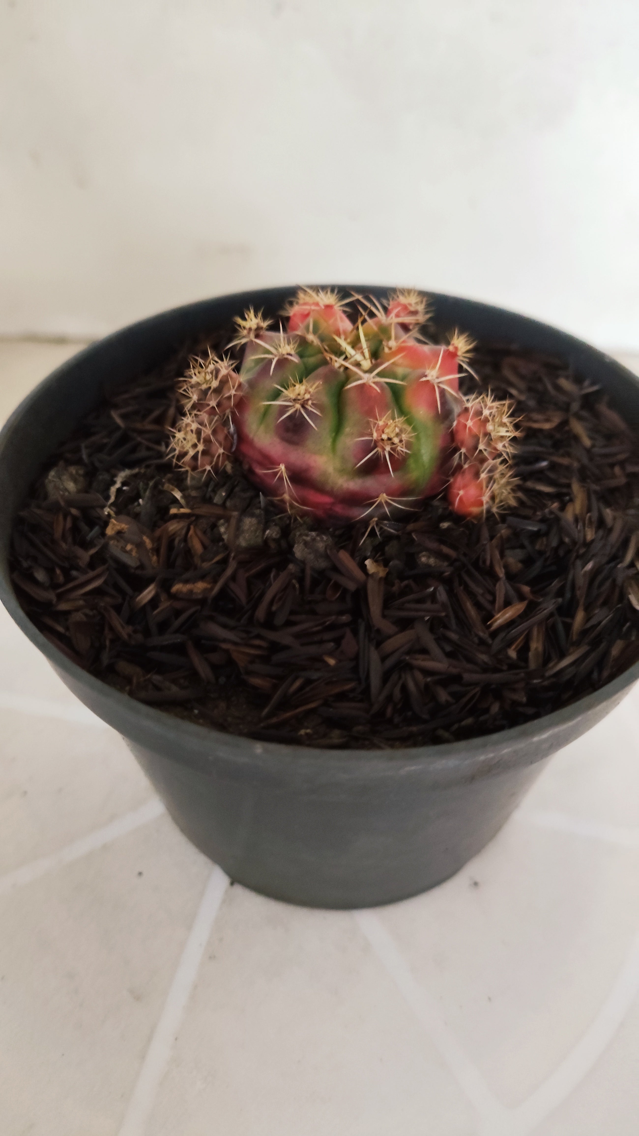 GYMNOCALYCIUM DAMSII Variegata Nº 1230 – vaso 11