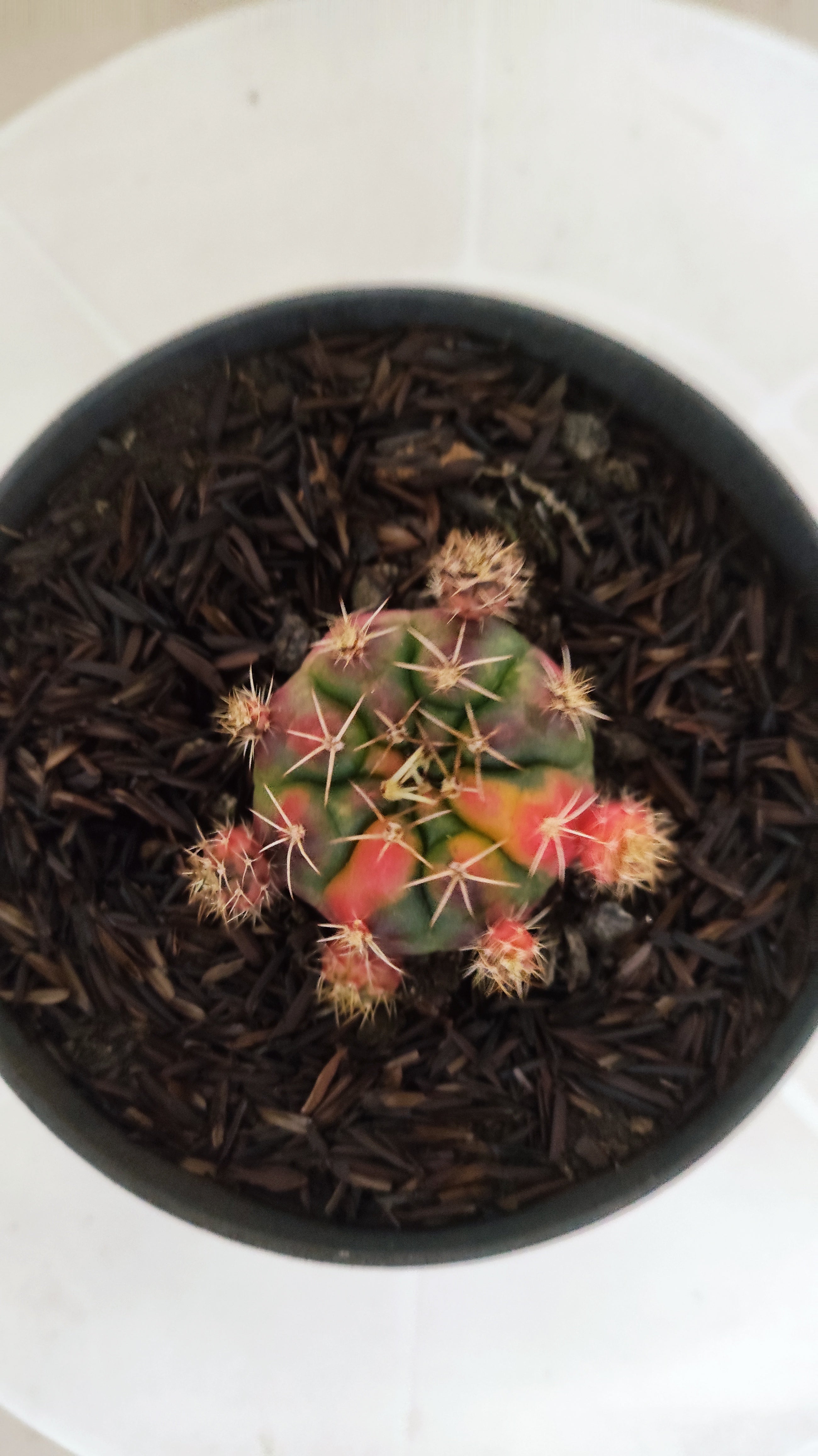 GYMNOCALYCIUM DAMSII Variegata Nº 1230 – vaso 11