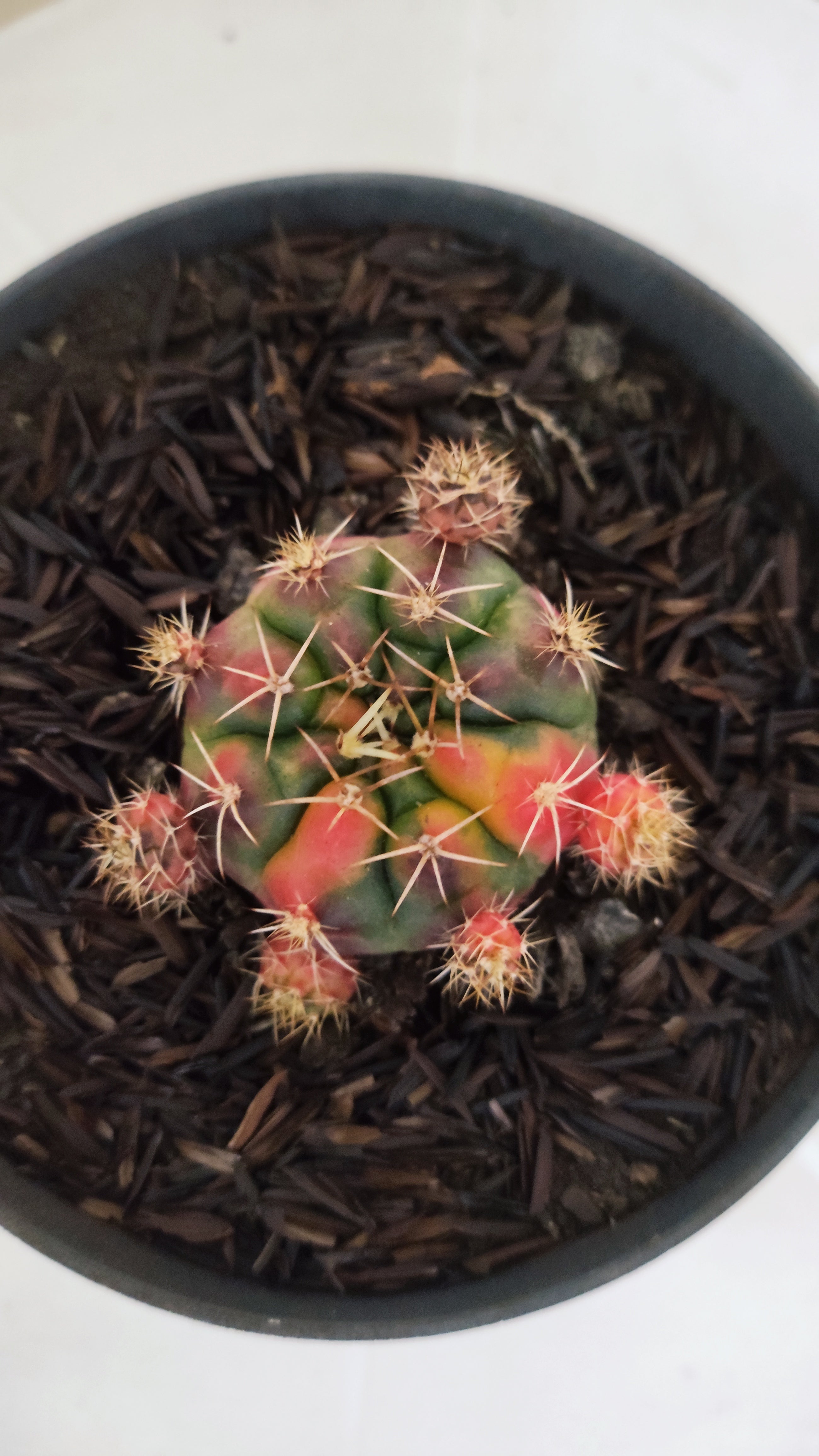 GYMNOCALYCIUM DAMSII Variegata Nº 1230 – vaso 11