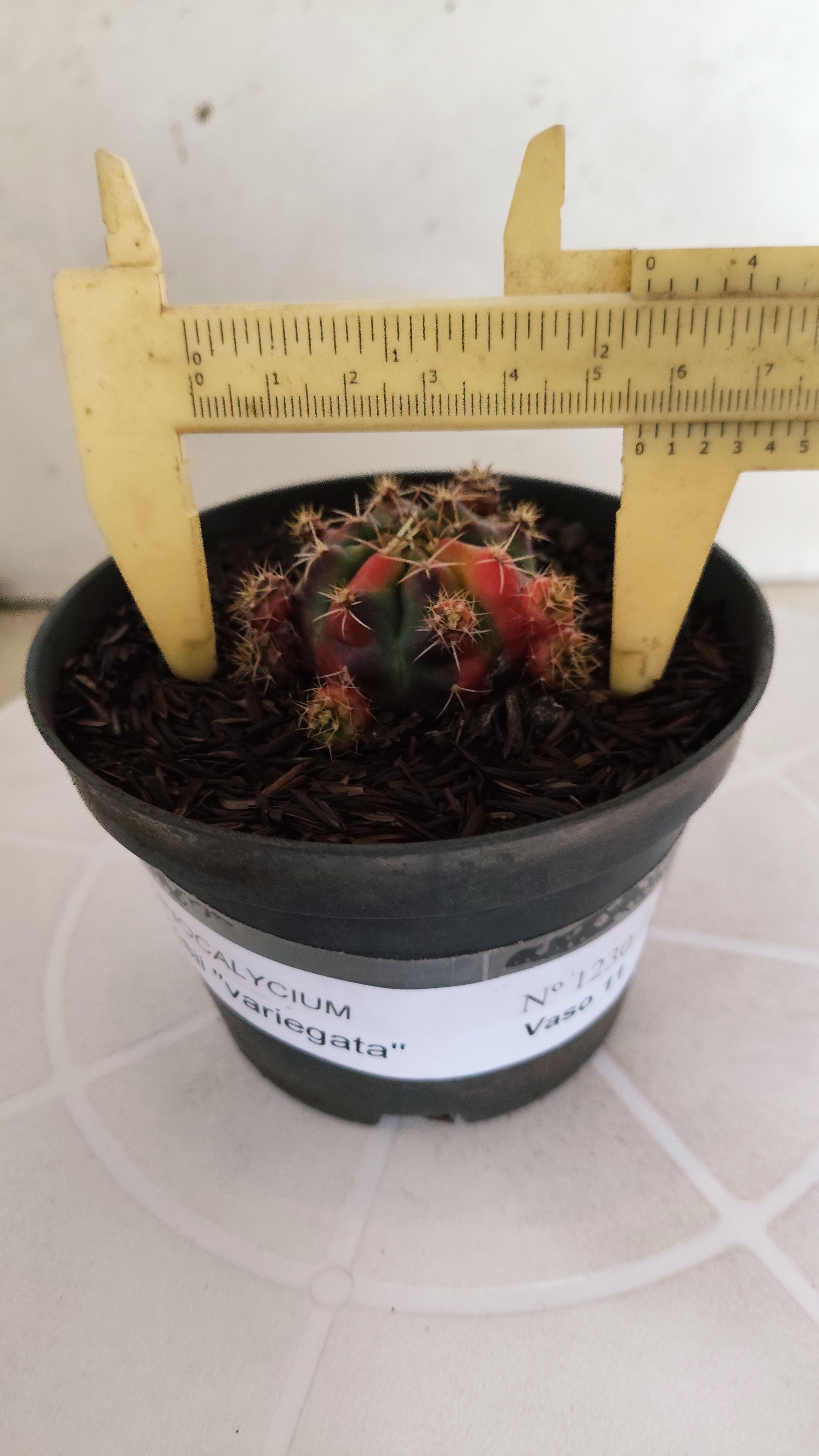 GYMNOCALYCIUM DAMSII Variegata Nº 1230 – vaso 11