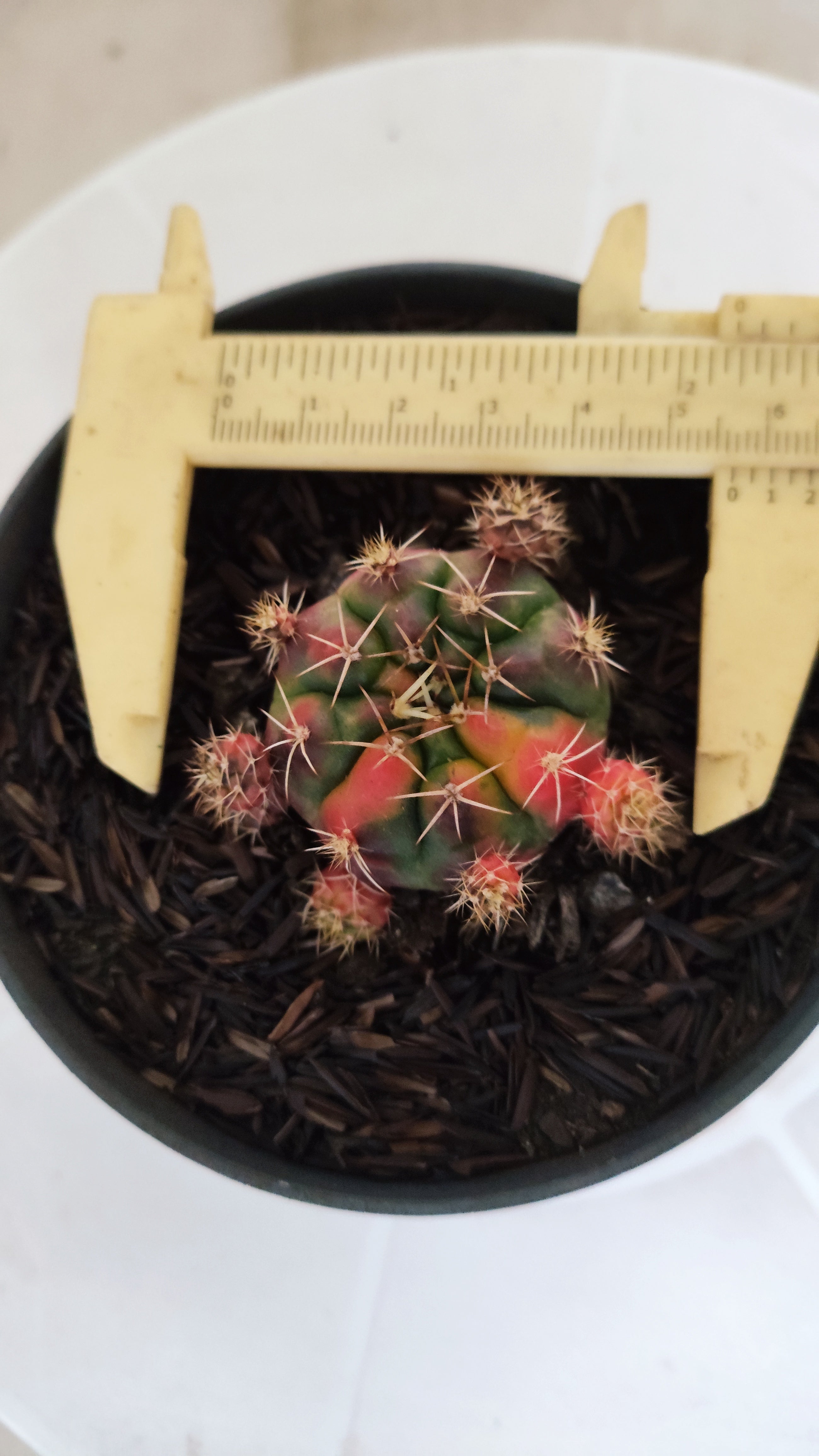 GYMNOCALYCIUM DAMSII Variegata Nº 1230 – vaso 11