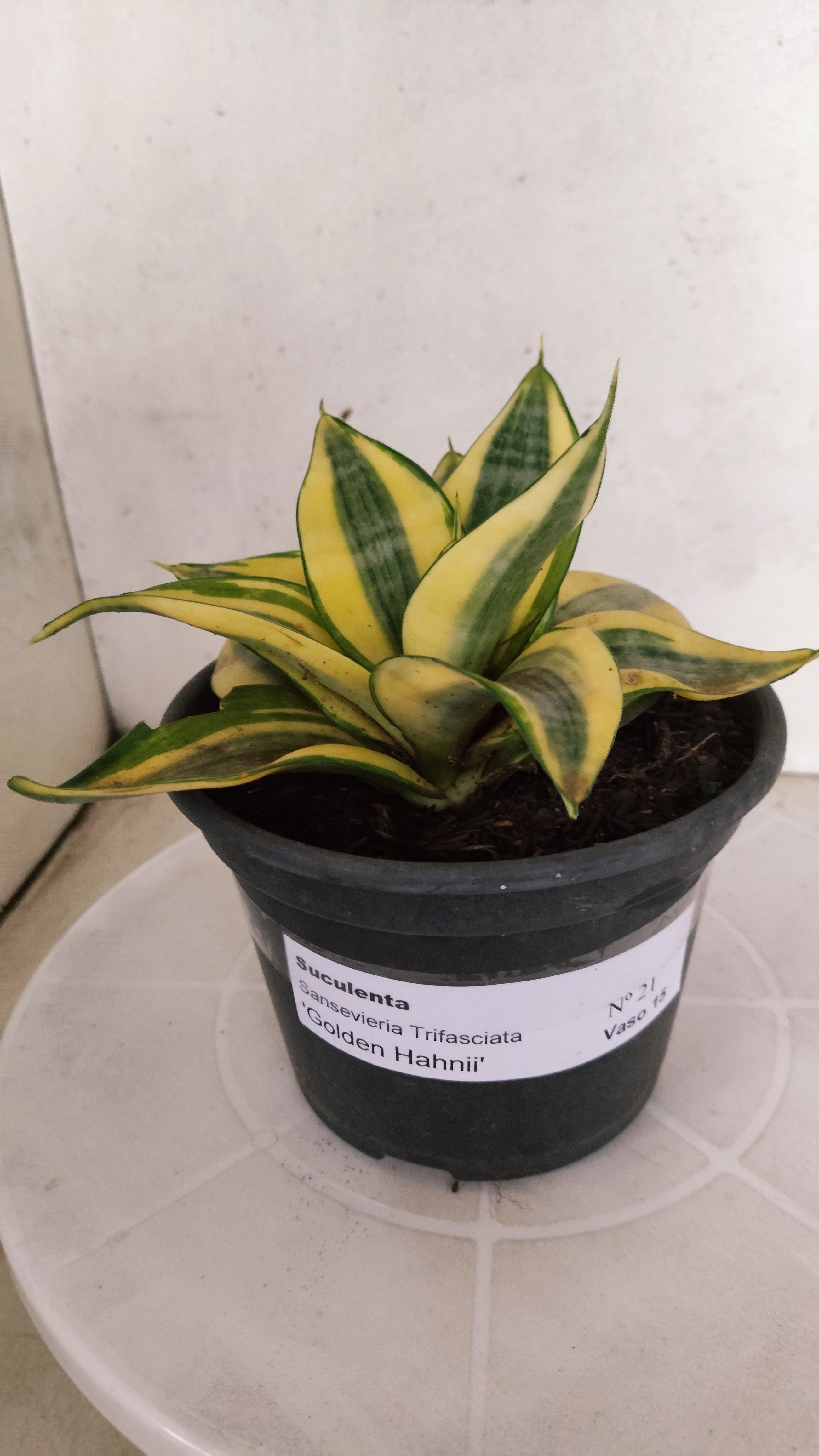 Suculenta Sansevieria trifasciata 'Golden Hahnii' N° 21 - Vaso 15
