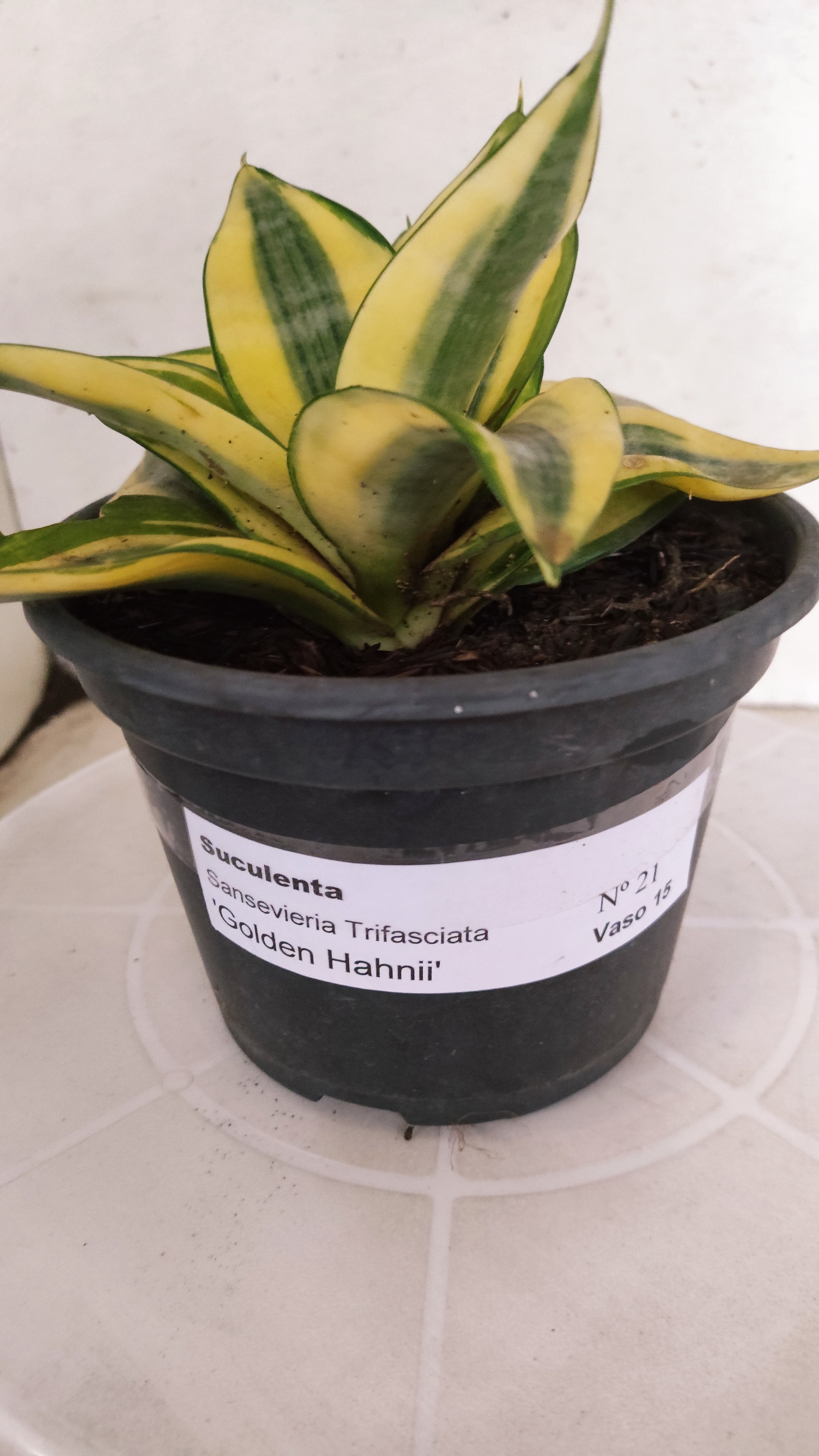 Suculenta Sansevieria trifasciata 'Golden Hahnii' N° 21 - Vaso 15