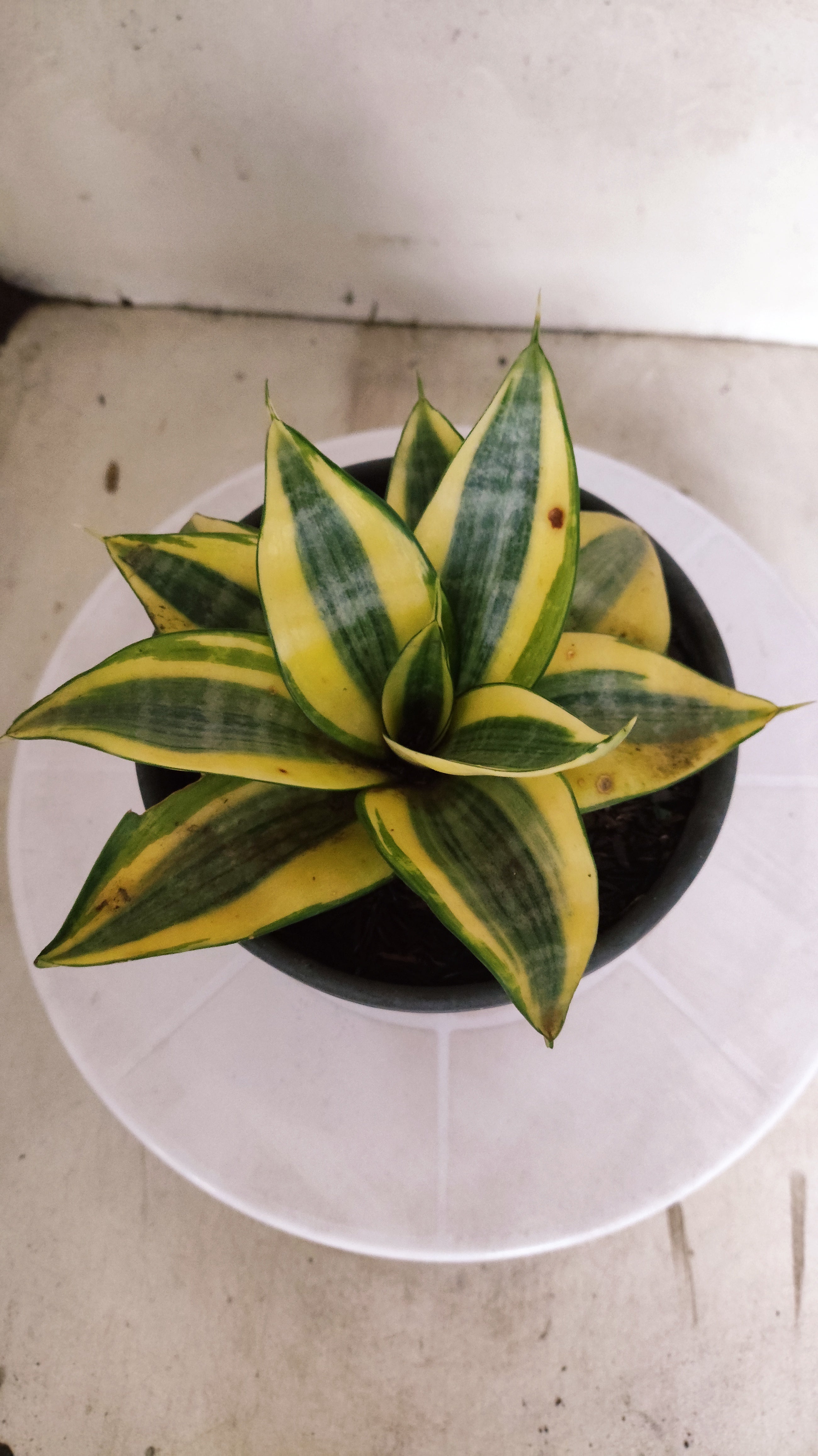 Suculenta Sansevieria trifasciata 'Golden Hahnii' N° 21 - Vaso 15