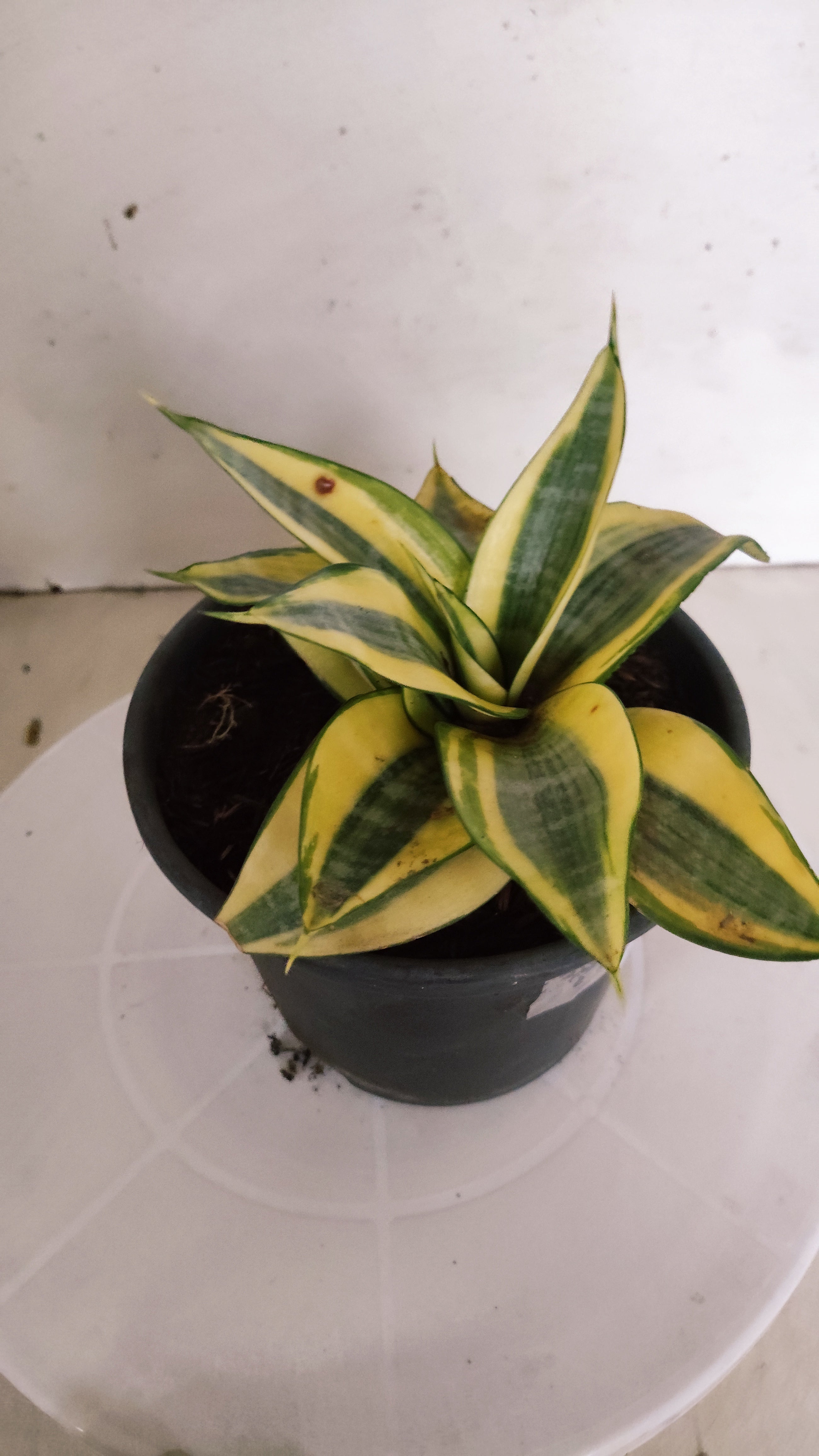 Suculenta Sansevieria trifasciata 'Golden Hahnii' N° 21 - Vaso 15