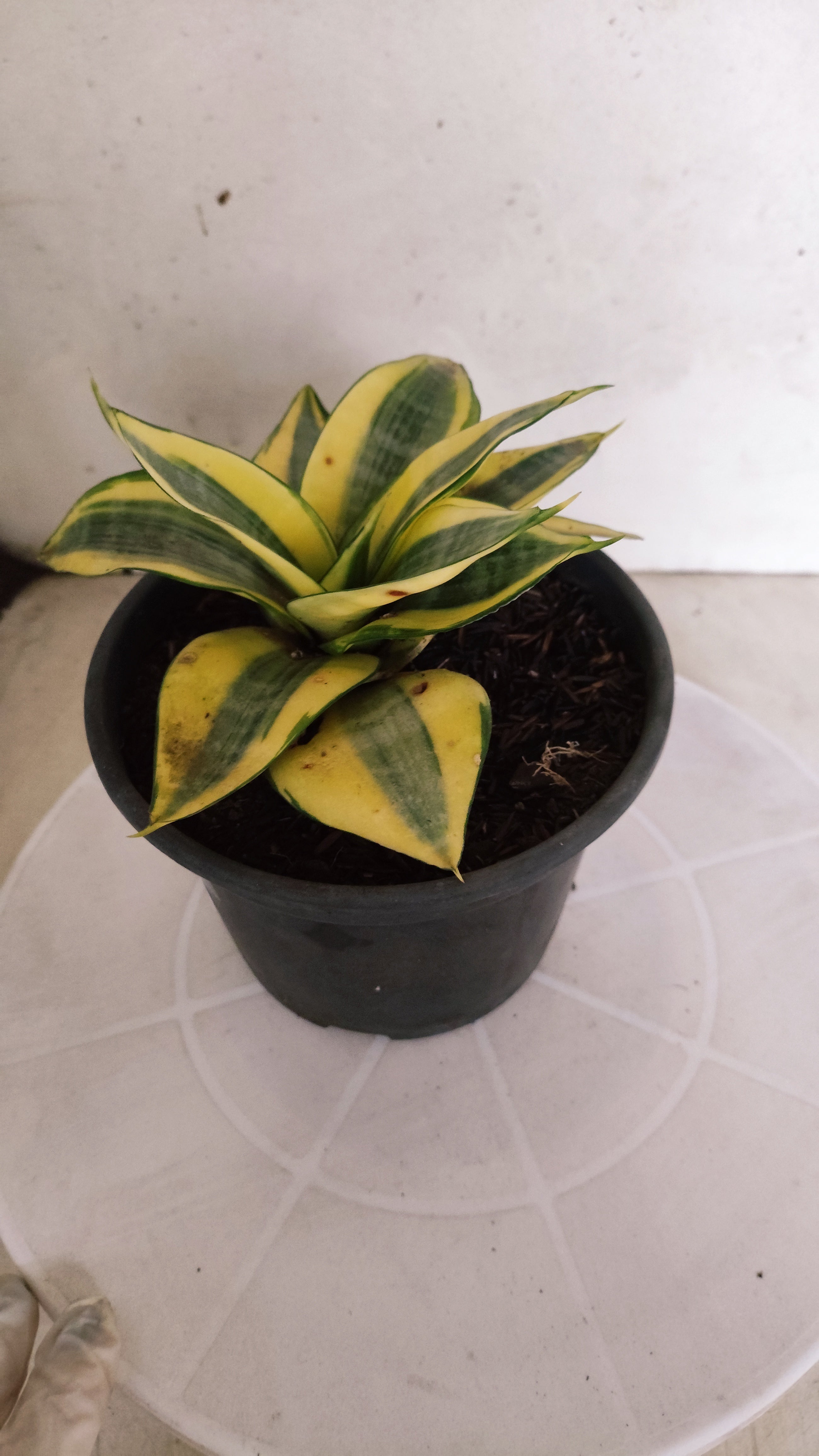 Suculenta Sansevieria trifasciata 'Golden Hahnii' N° 21 - Vaso 15
