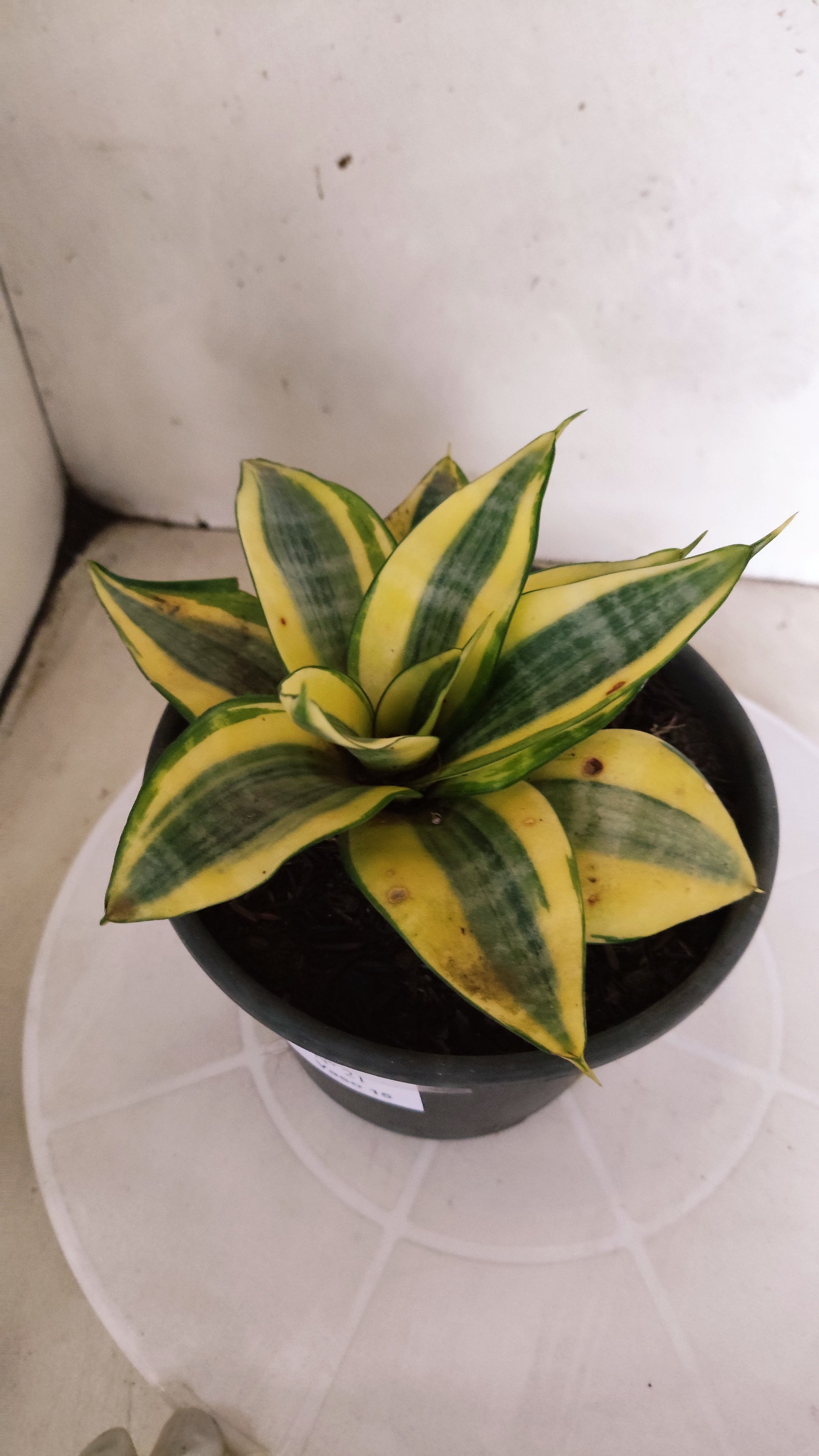 Suculenta Sansevieria trifasciata 'Golden Hahnii' N° 21 - Vaso 15