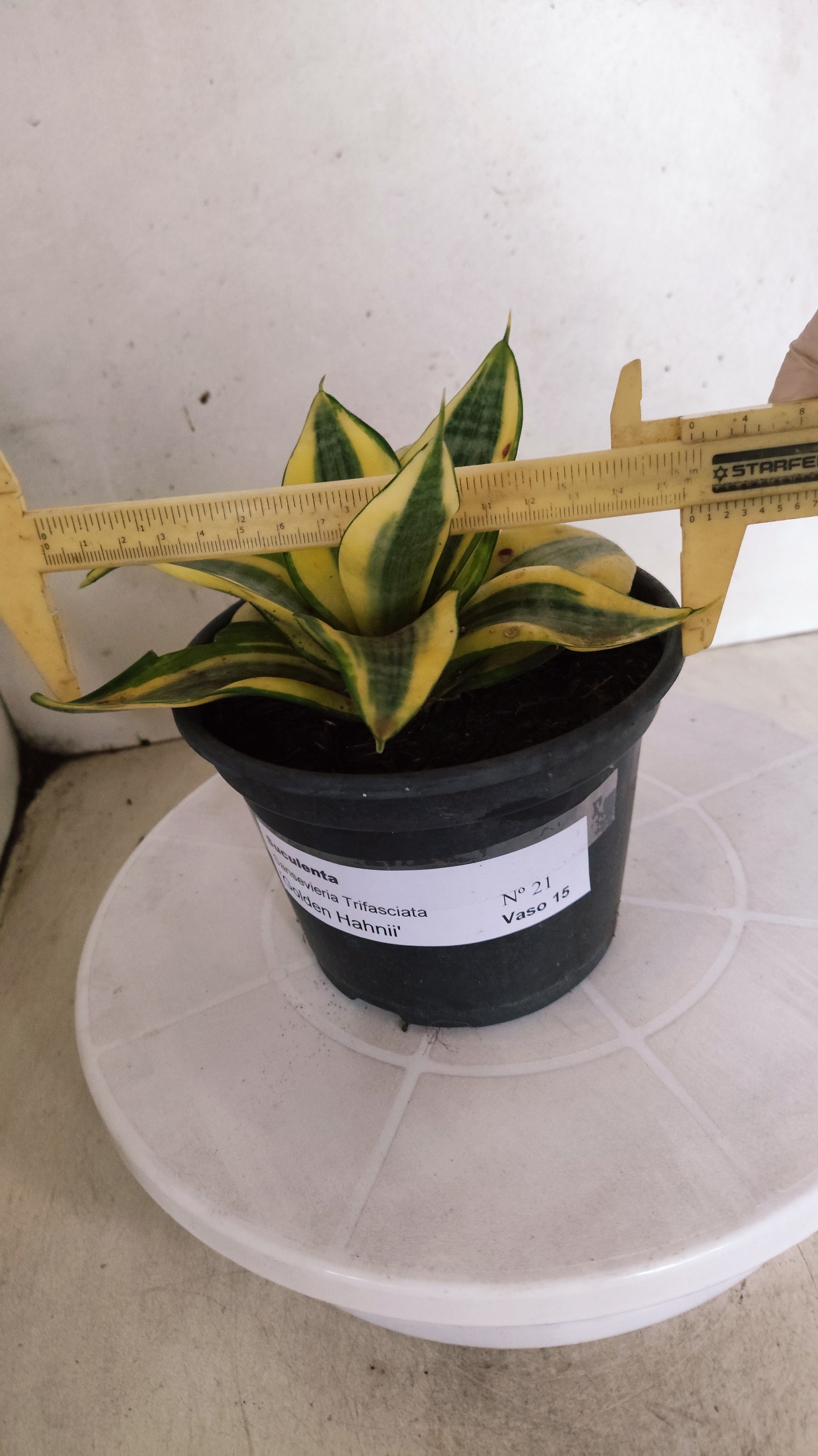 Suculenta Sansevieria trifasciata 'Golden Hahnii' N° 21 - Vaso 15