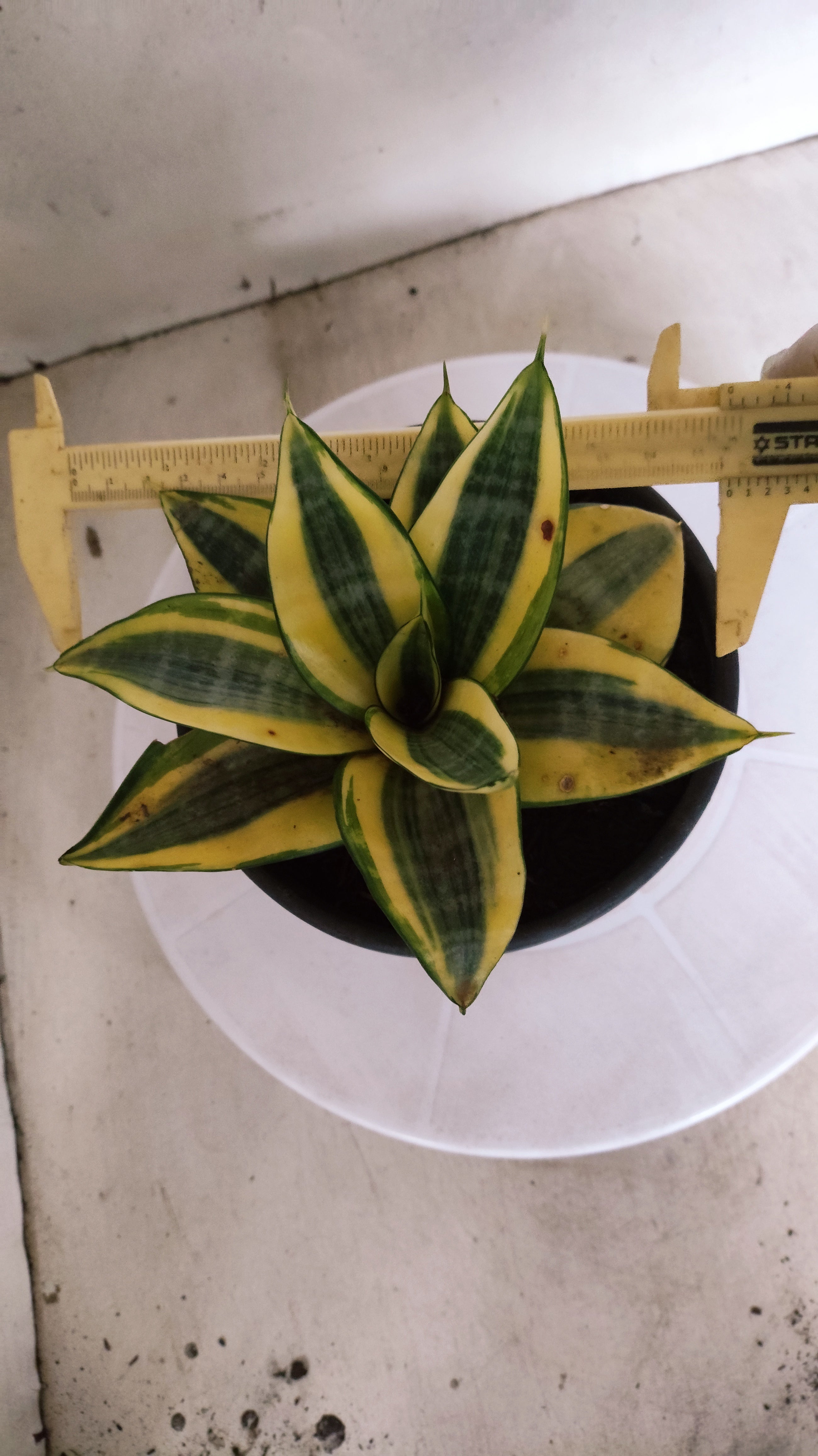 Suculenta Sansevieria trifasciata 'Golden Hahnii' N° 21 - Vaso 15