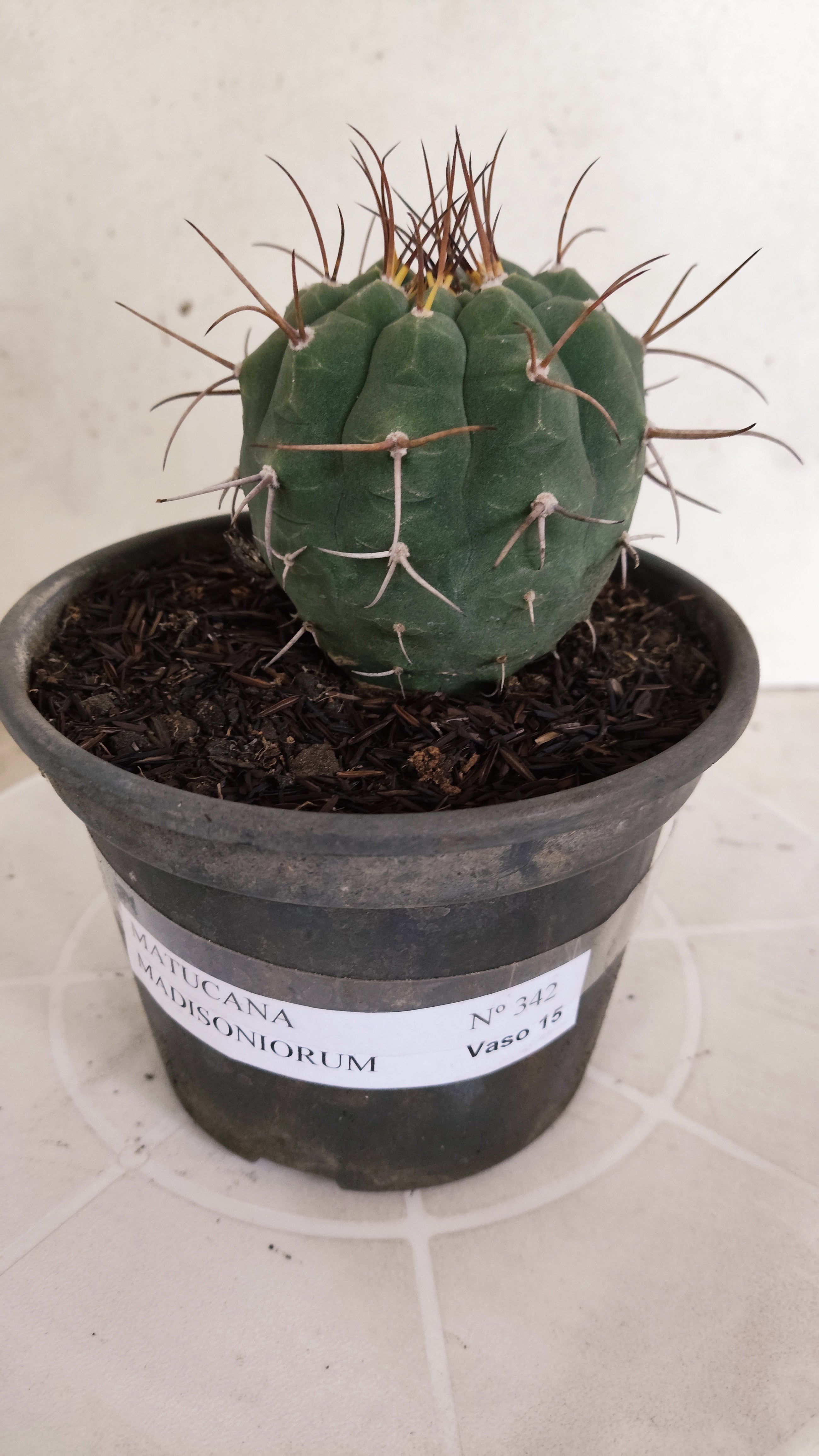 MATRIZ MATUCANA MADISONIORUM Nº 342 – vaso 15