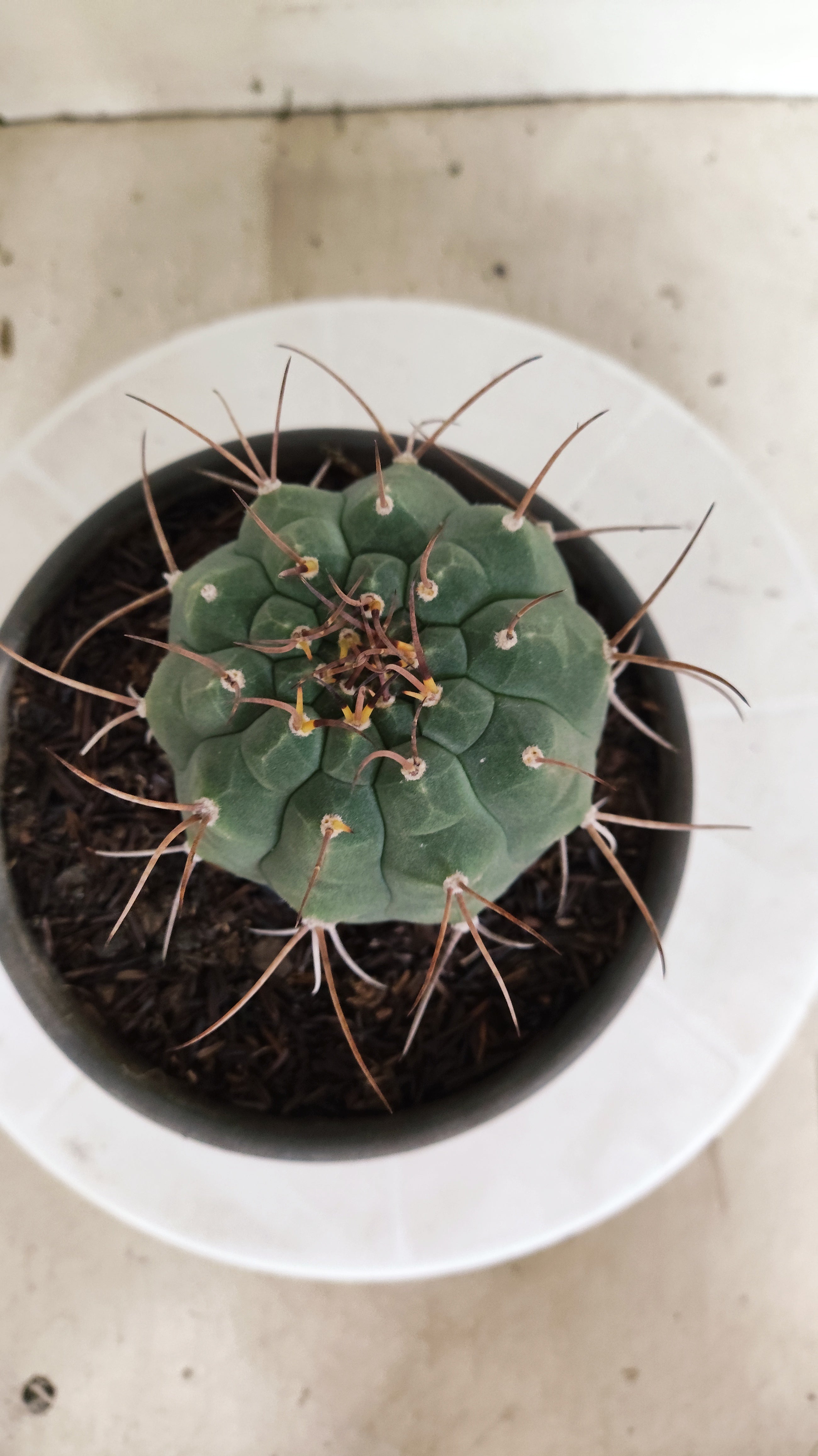 MATRIZ MATUCANA MADISONIORUM Nº 342 – vaso 15