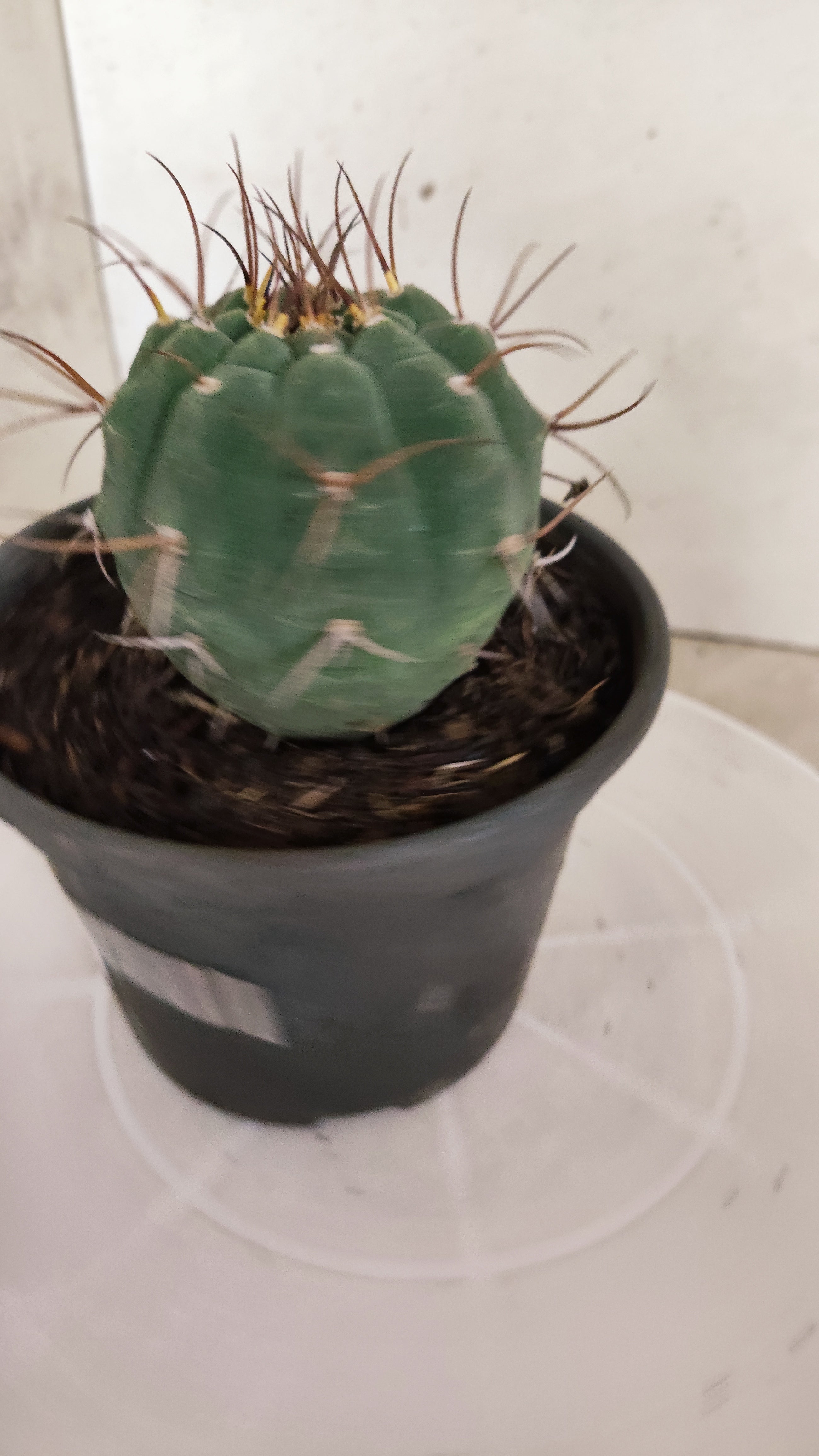 MATRIZ MATUCANA MADISONIORUM Nº 342 – vaso 15
