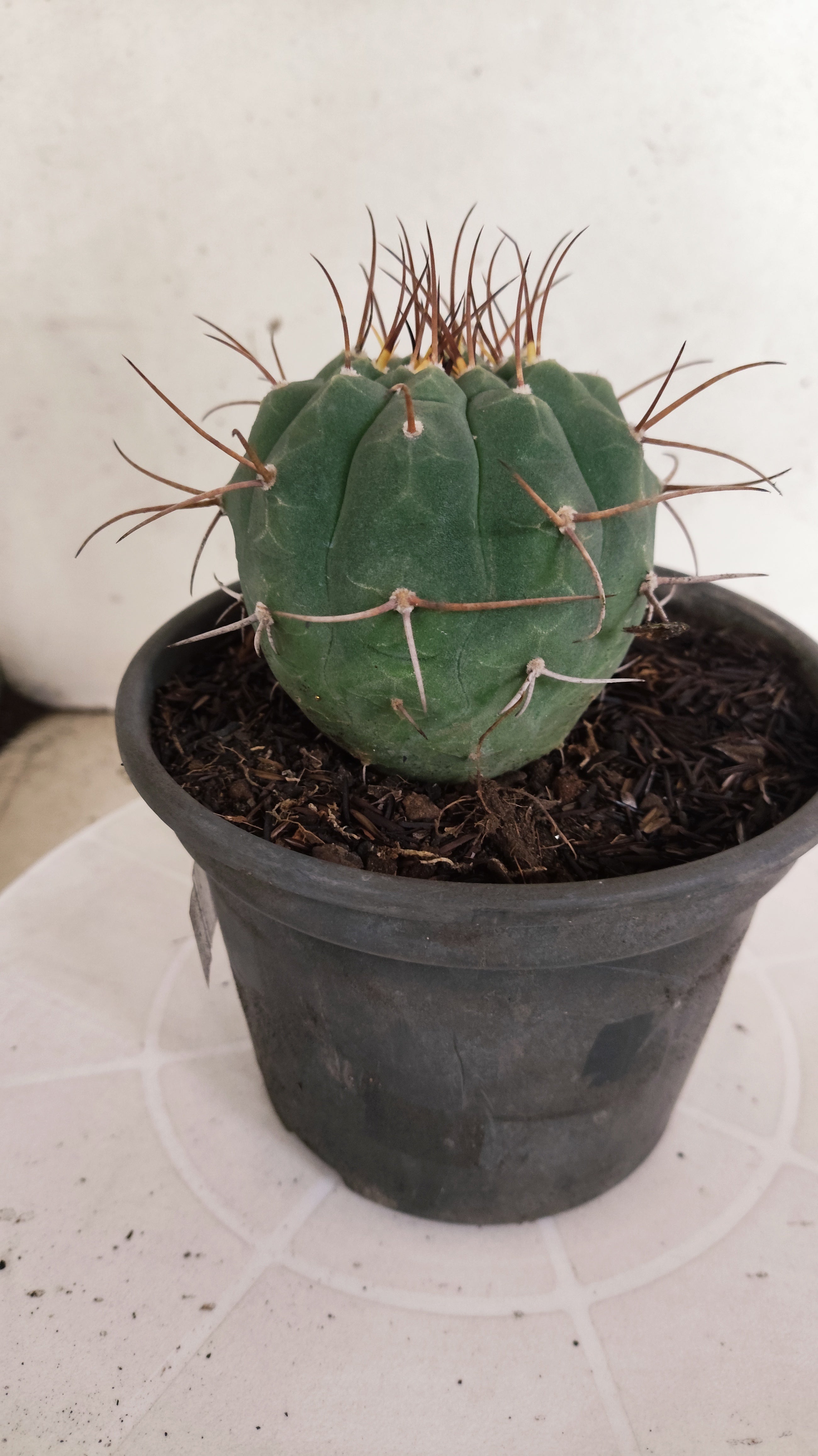MATRIZ MATUCANA MADISONIORUM Nº 342 – vaso 15