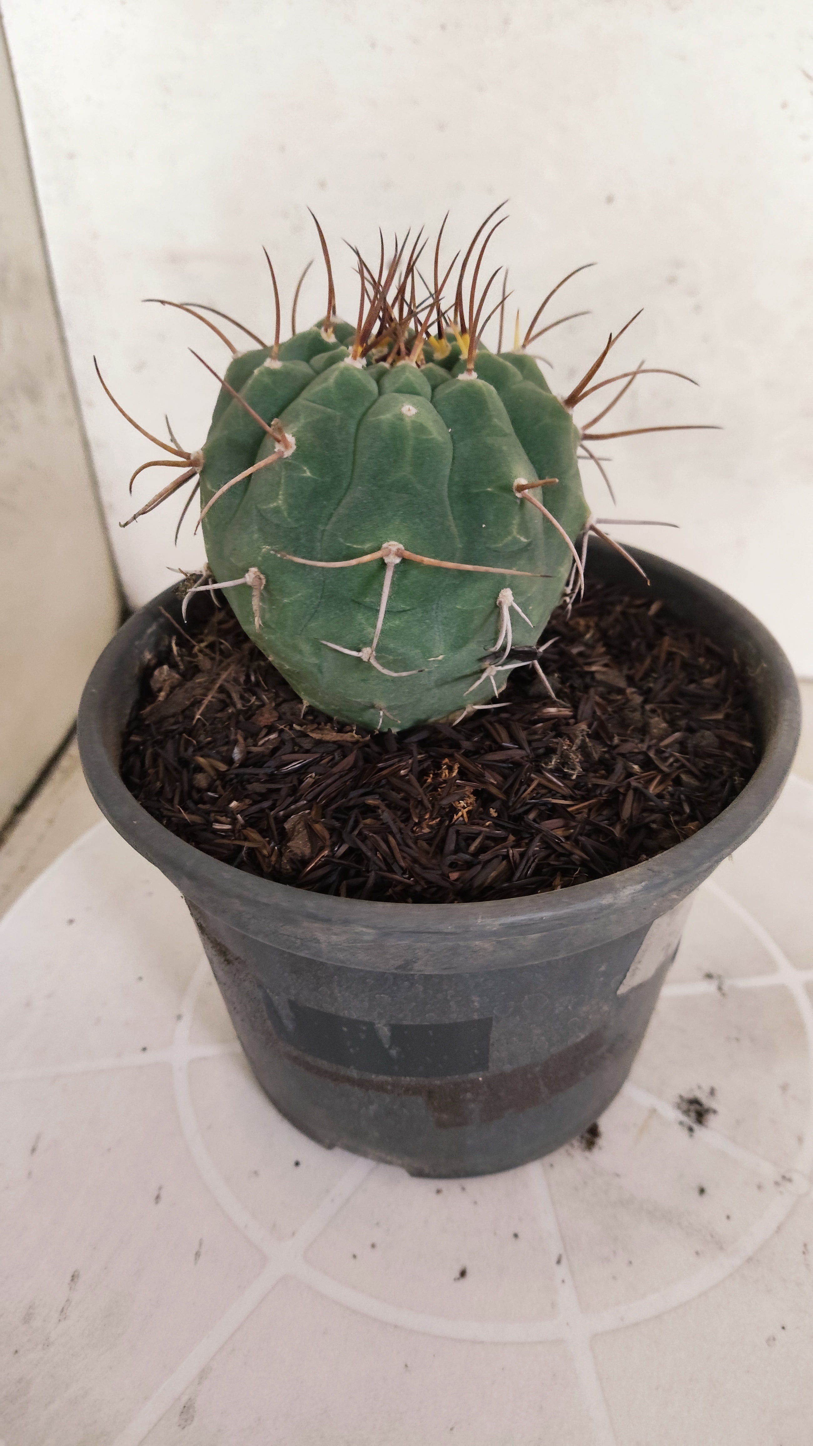 MATRIZ MATUCANA MADISONIORUM Nº 342 – vaso 15