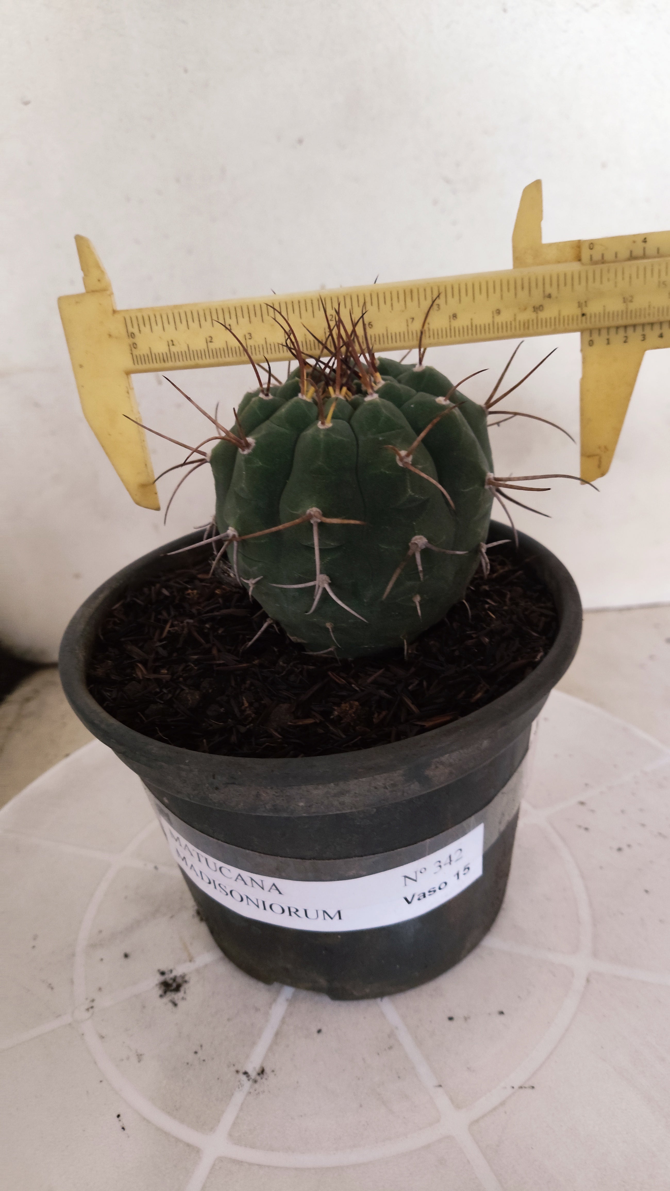 MATRIZ MATUCANA MADISONIORUM Nº 342 – vaso 15
