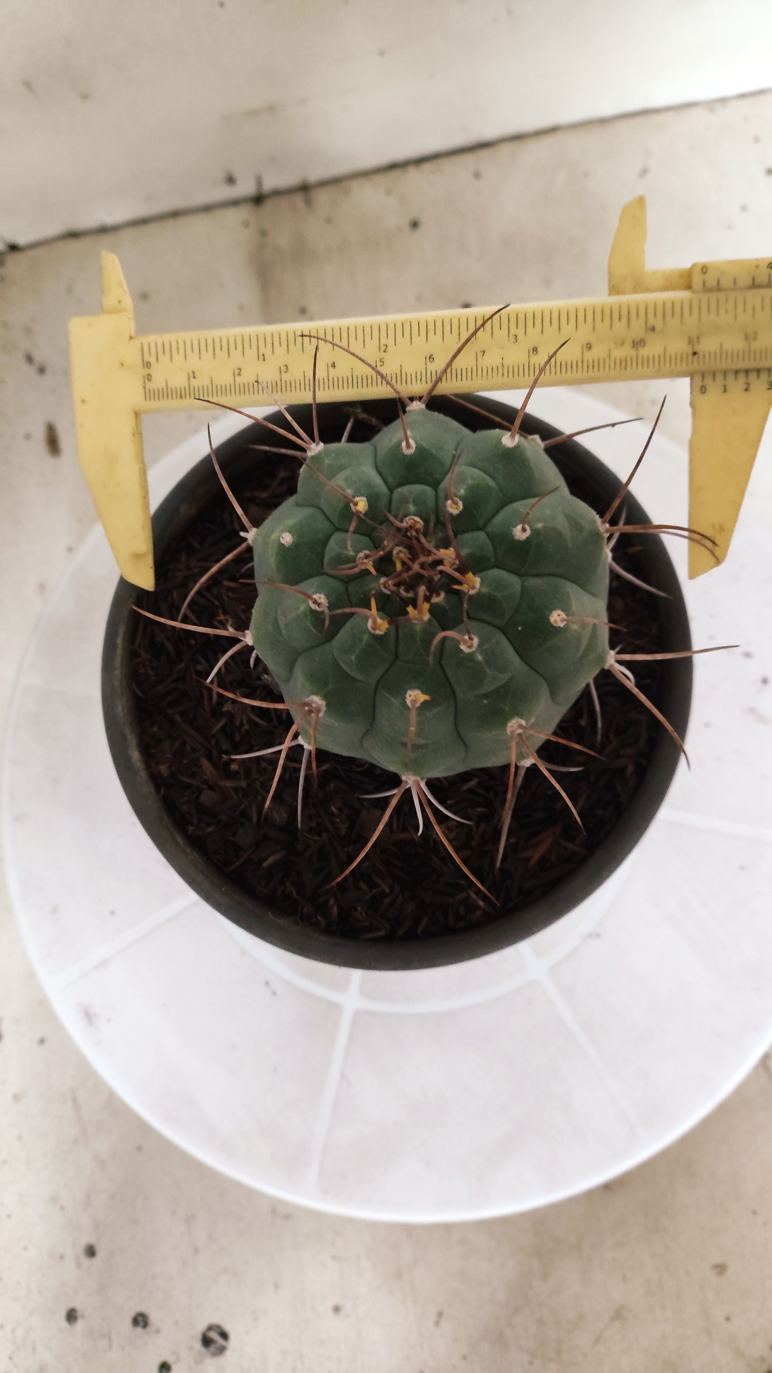 MATRIZ MATUCANA MADISONIORUM Nº 342 – vaso 15
