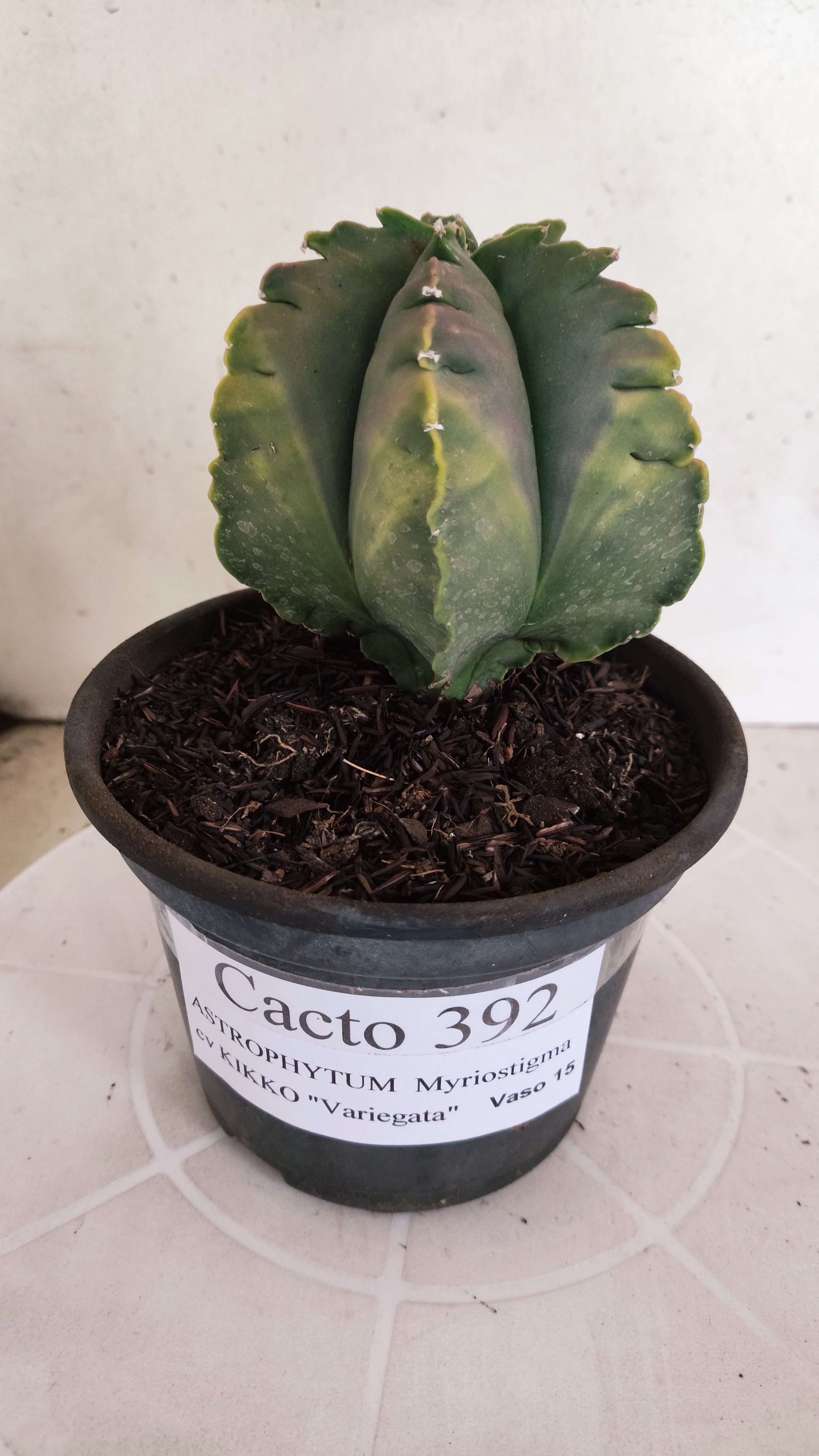 MATRIZ ASTROPHYTUM cv KIKKO "Variegata" Nº 392 – vaso 15