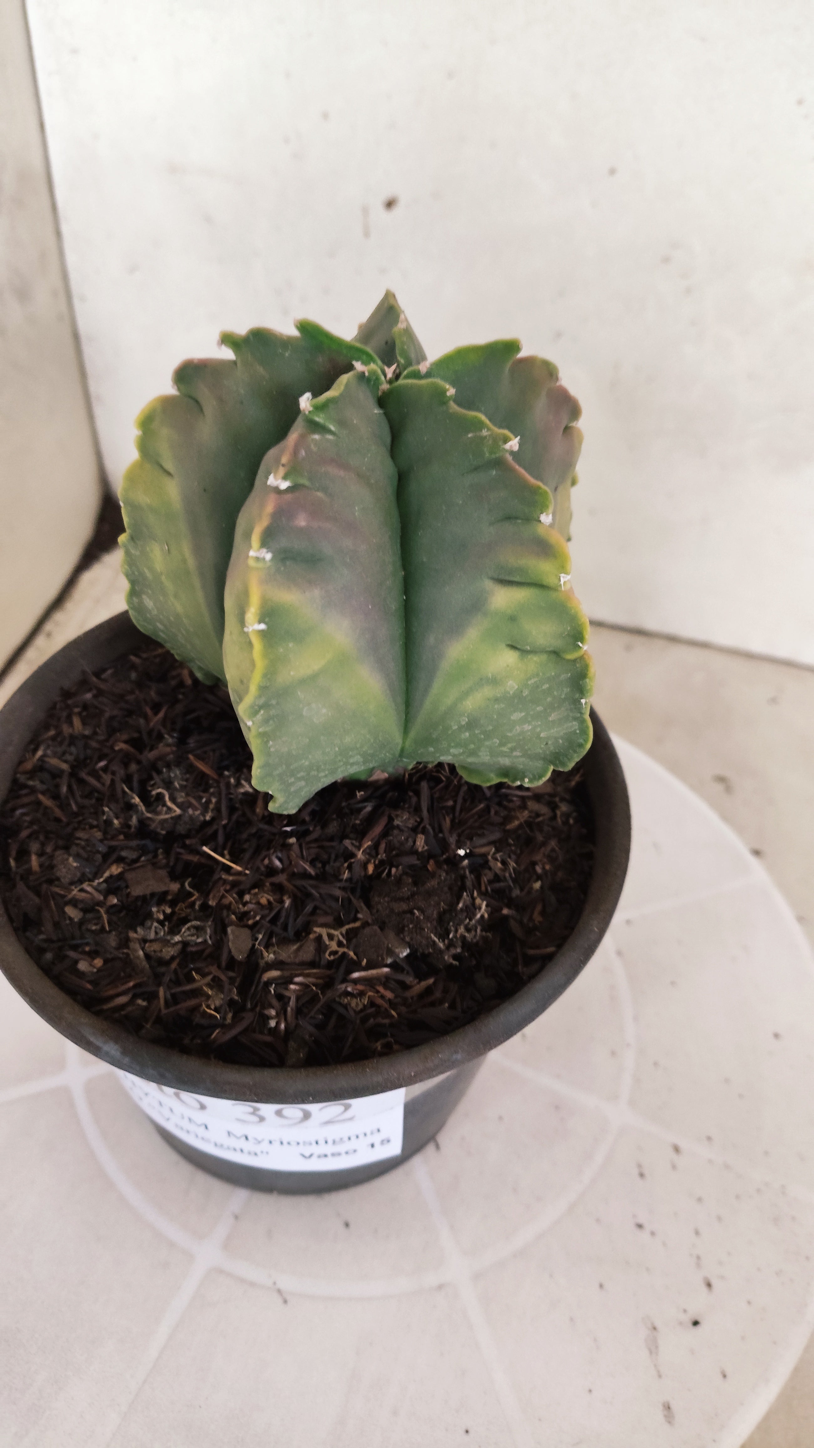 MATRIZ ASTROPHYTUM cv KIKKO "Variegata" Nº 392 – vaso 15