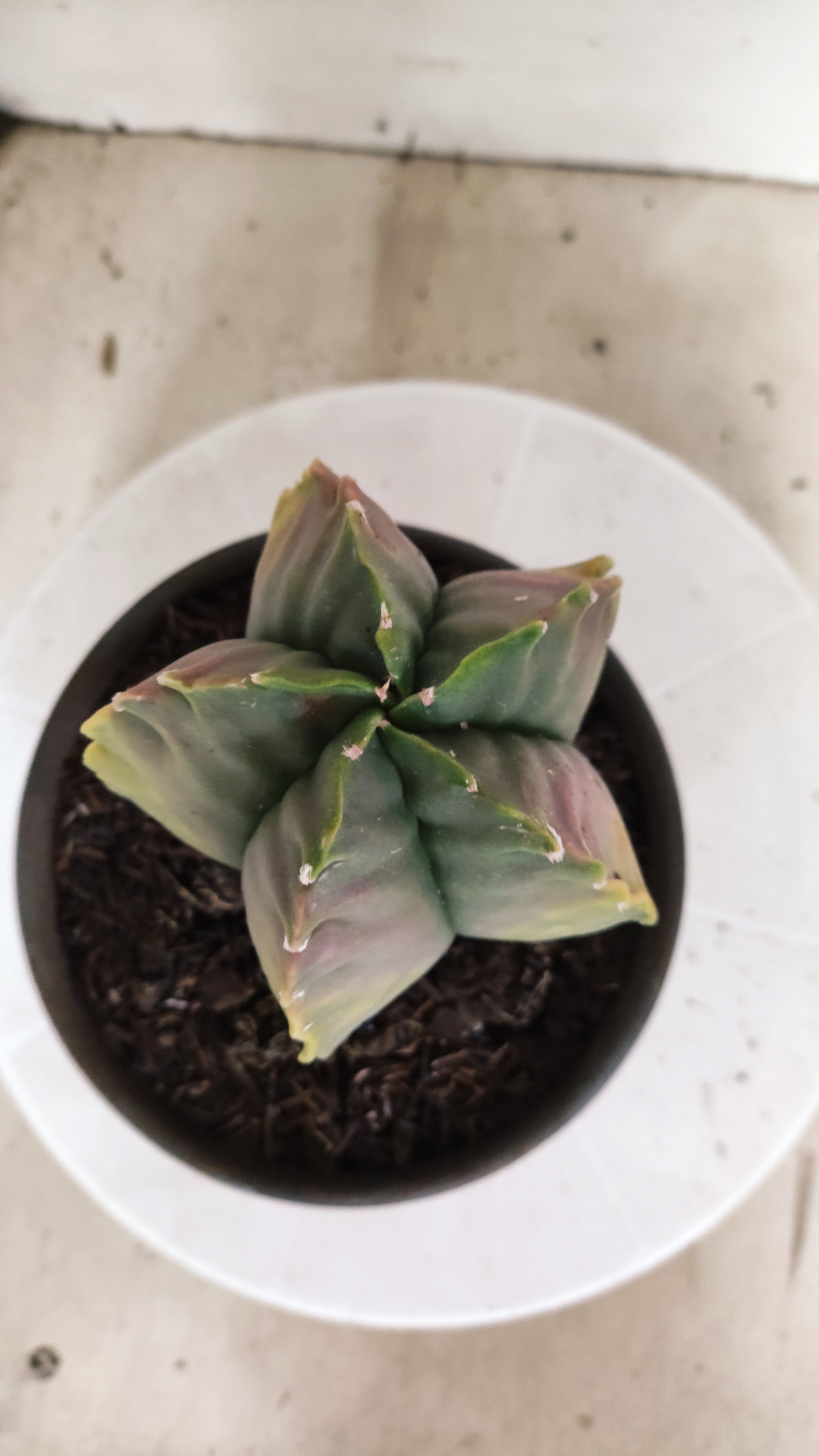 MATRIZ ASTROPHYTUM cv KIKKO "Variegata" Nº 392 – vaso 15