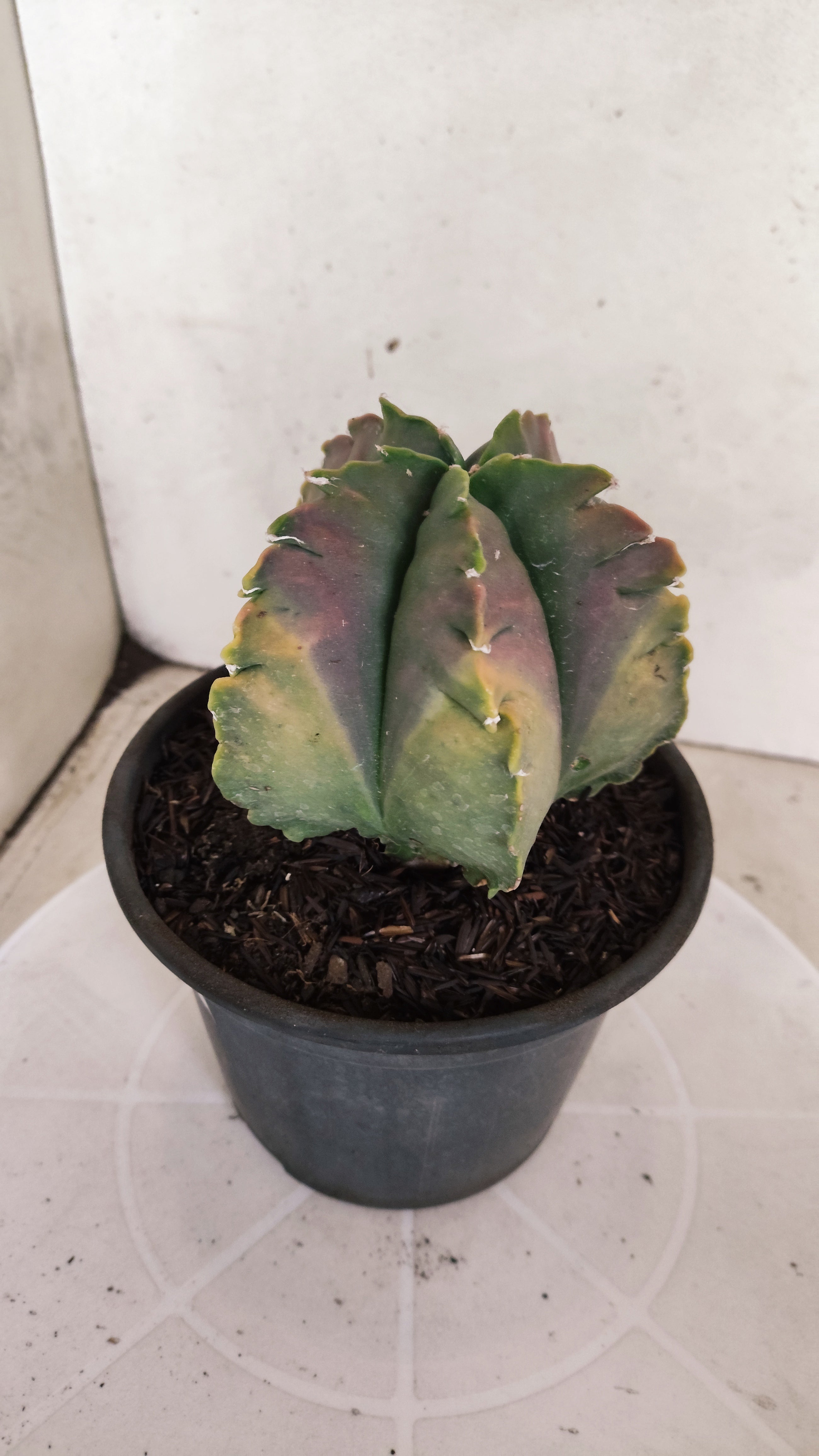 MATRIZ ASTROPHYTUM cv KIKKO "Variegata" Nº 392 – vaso 15