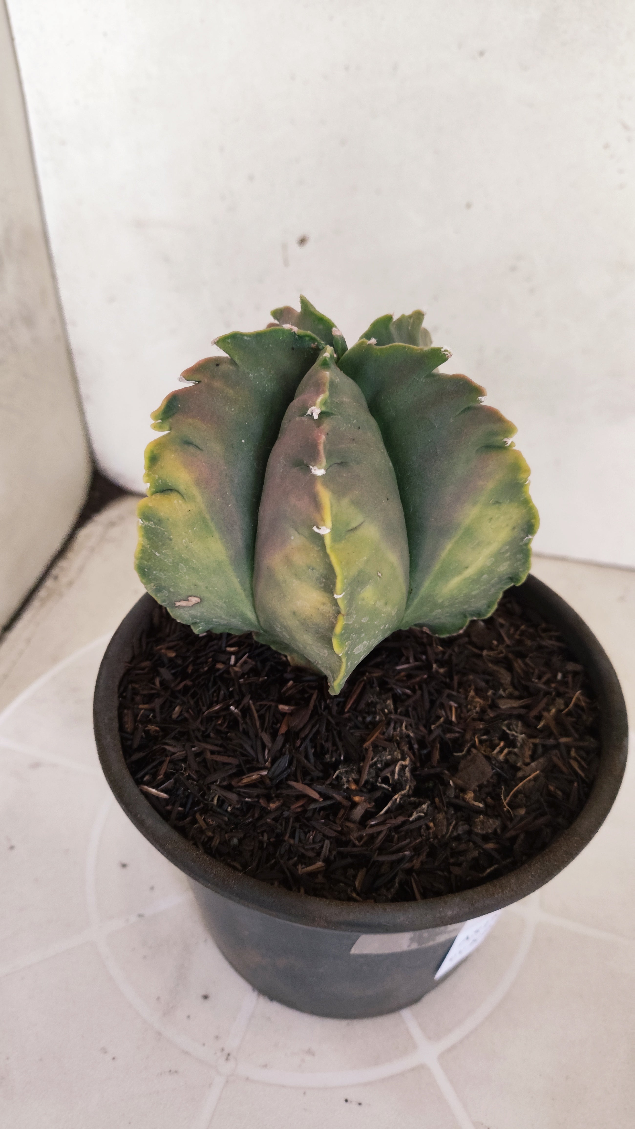 MATRIZ ASTROPHYTUM cv KIKKO "Variegata" Nº 392 – vaso 15