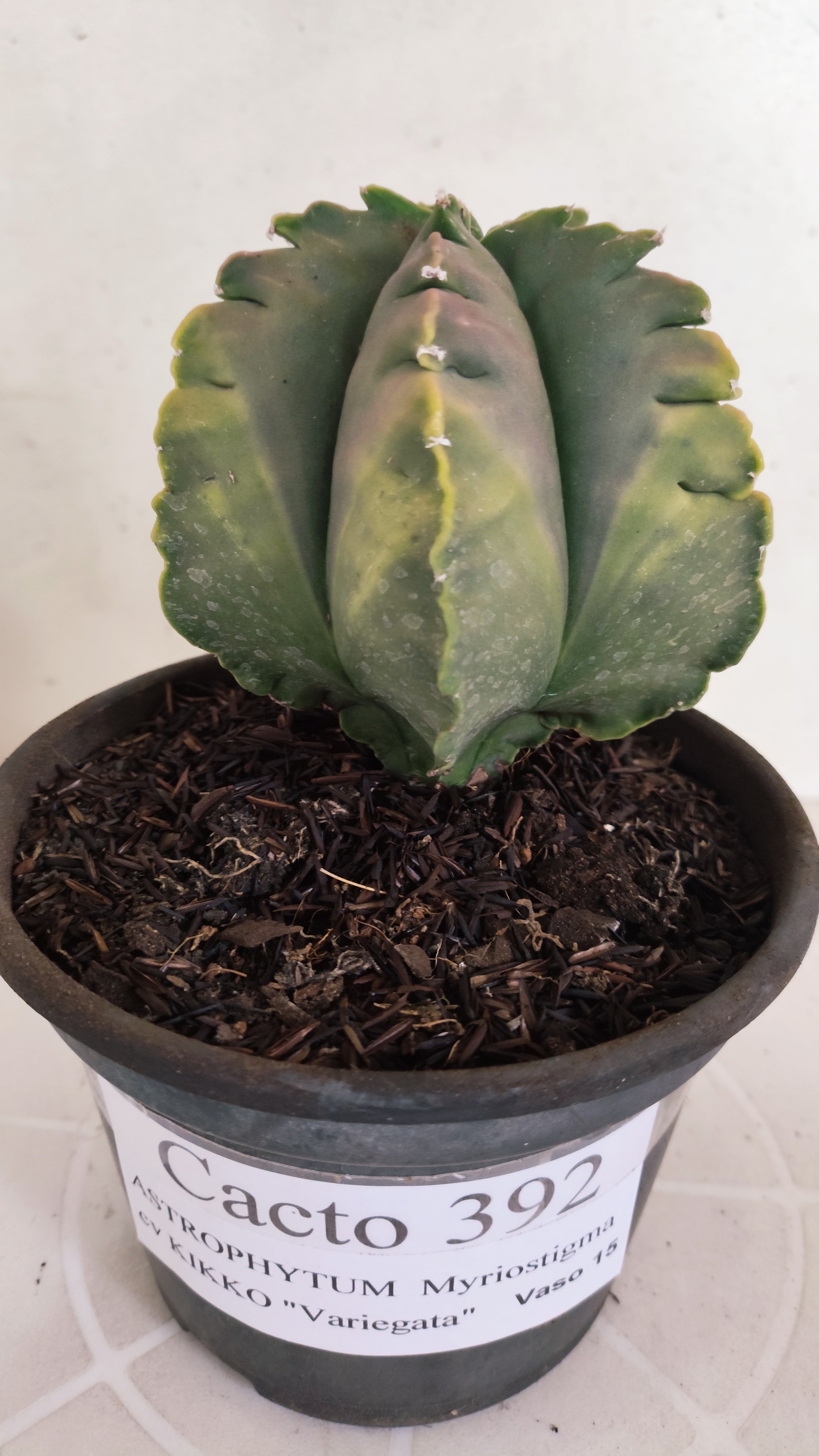 MATRIZ ASTROPHYTUM cv KIKKO "Variegata" Nº 392 – vaso 15