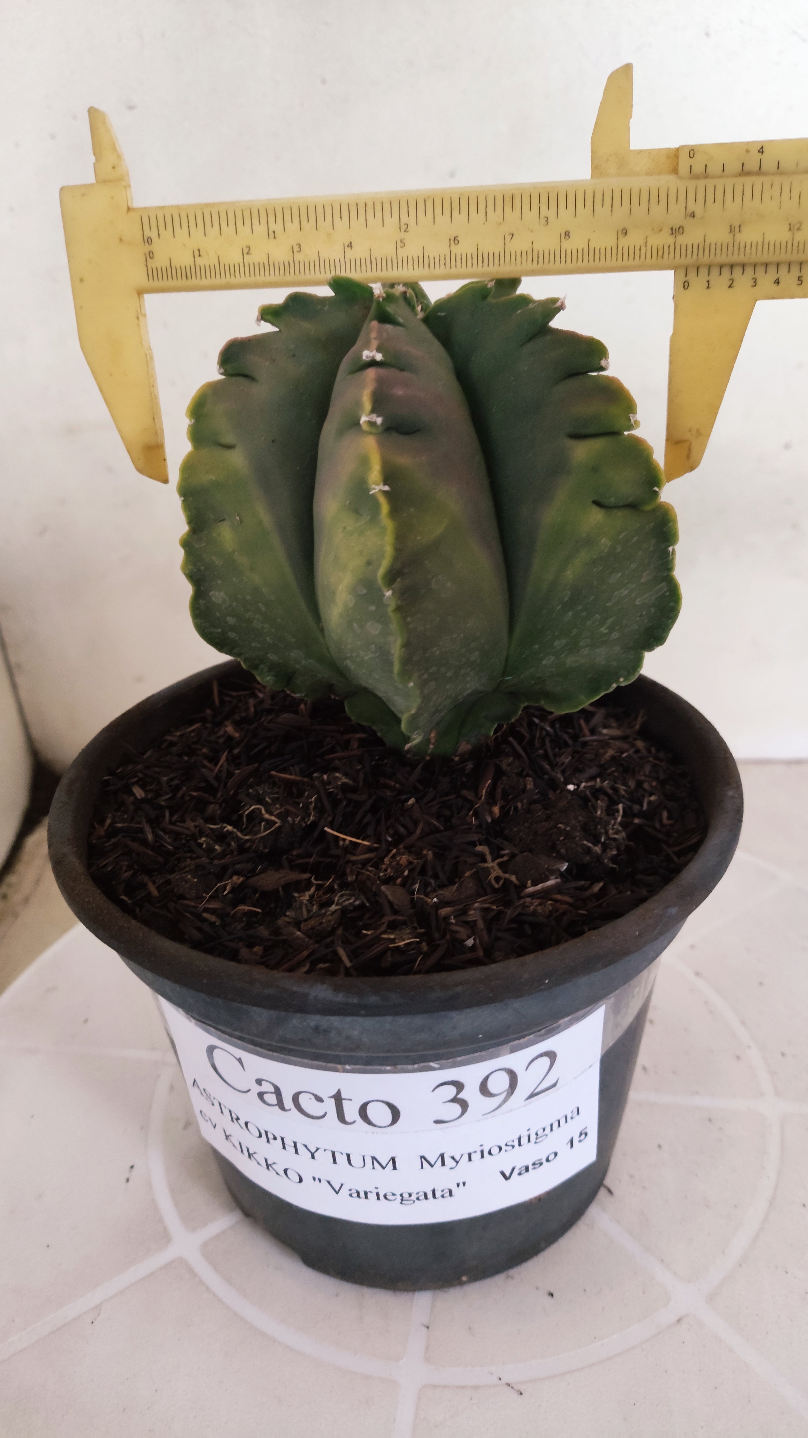 MATRIZ ASTROPHYTUM cv KIKKO "Variegata" Nº 392 – vaso 15