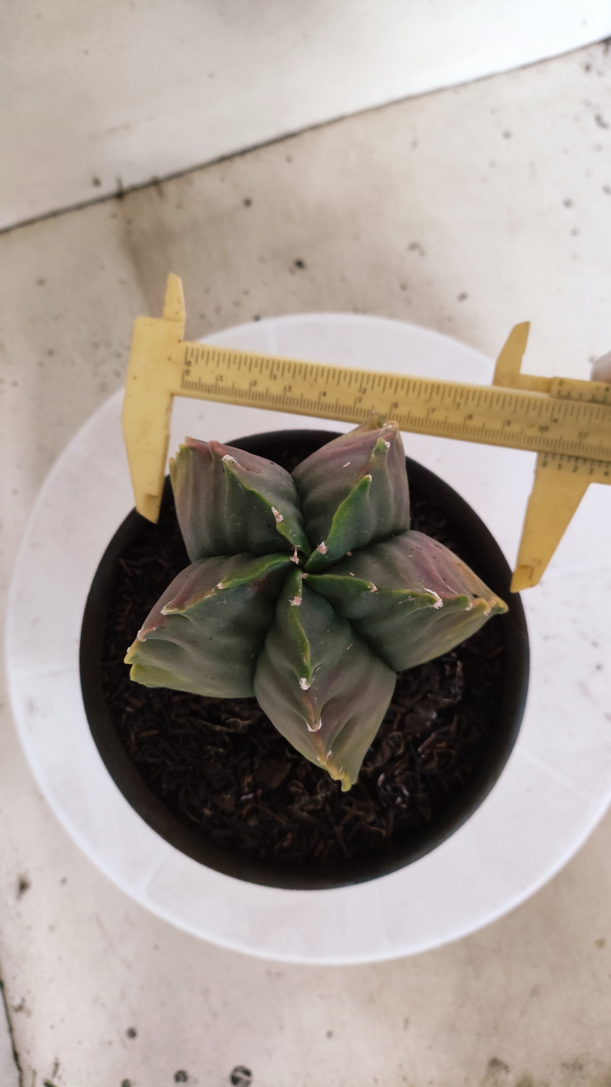 MATRIZ ASTROPHYTUM cv KIKKO "Variegata" Nº 392 – vaso 15
