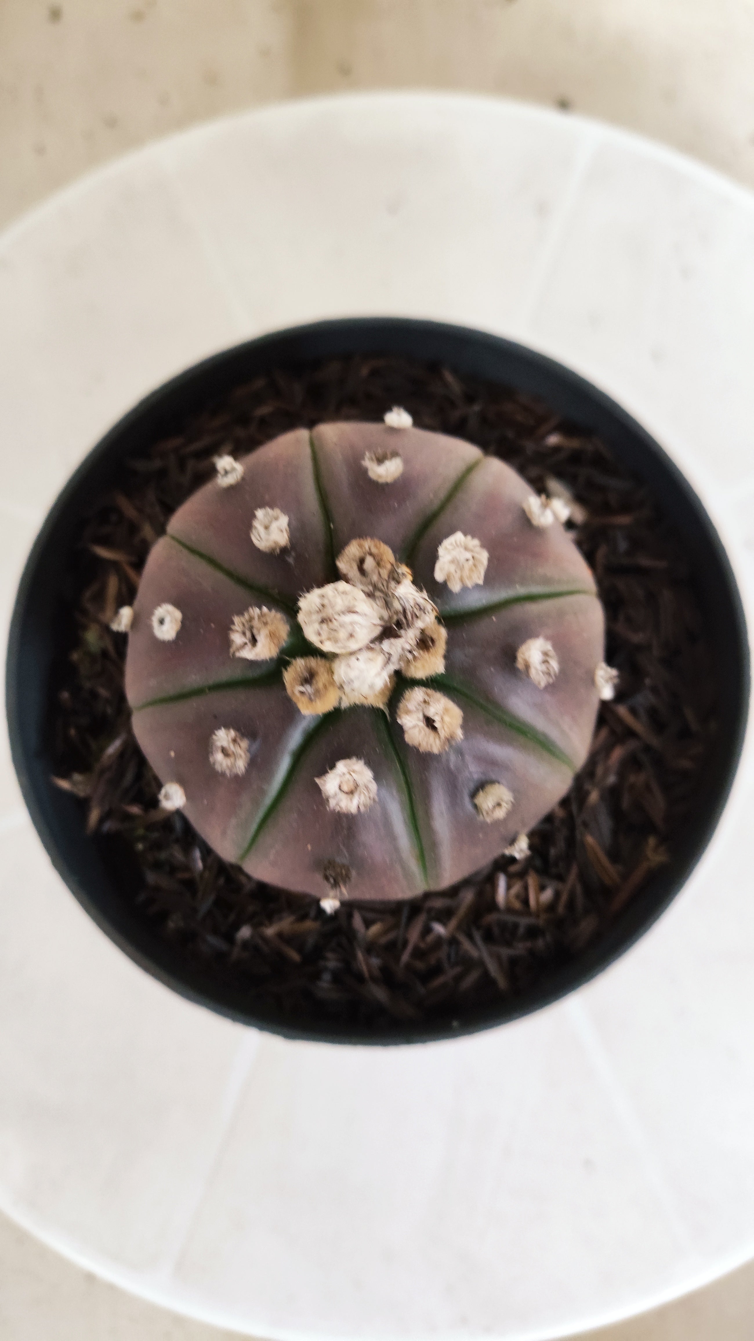 MATRIZ ASTROPHYTUM ASTÉRIAS "Purple" Nº 1061 – vaso 11