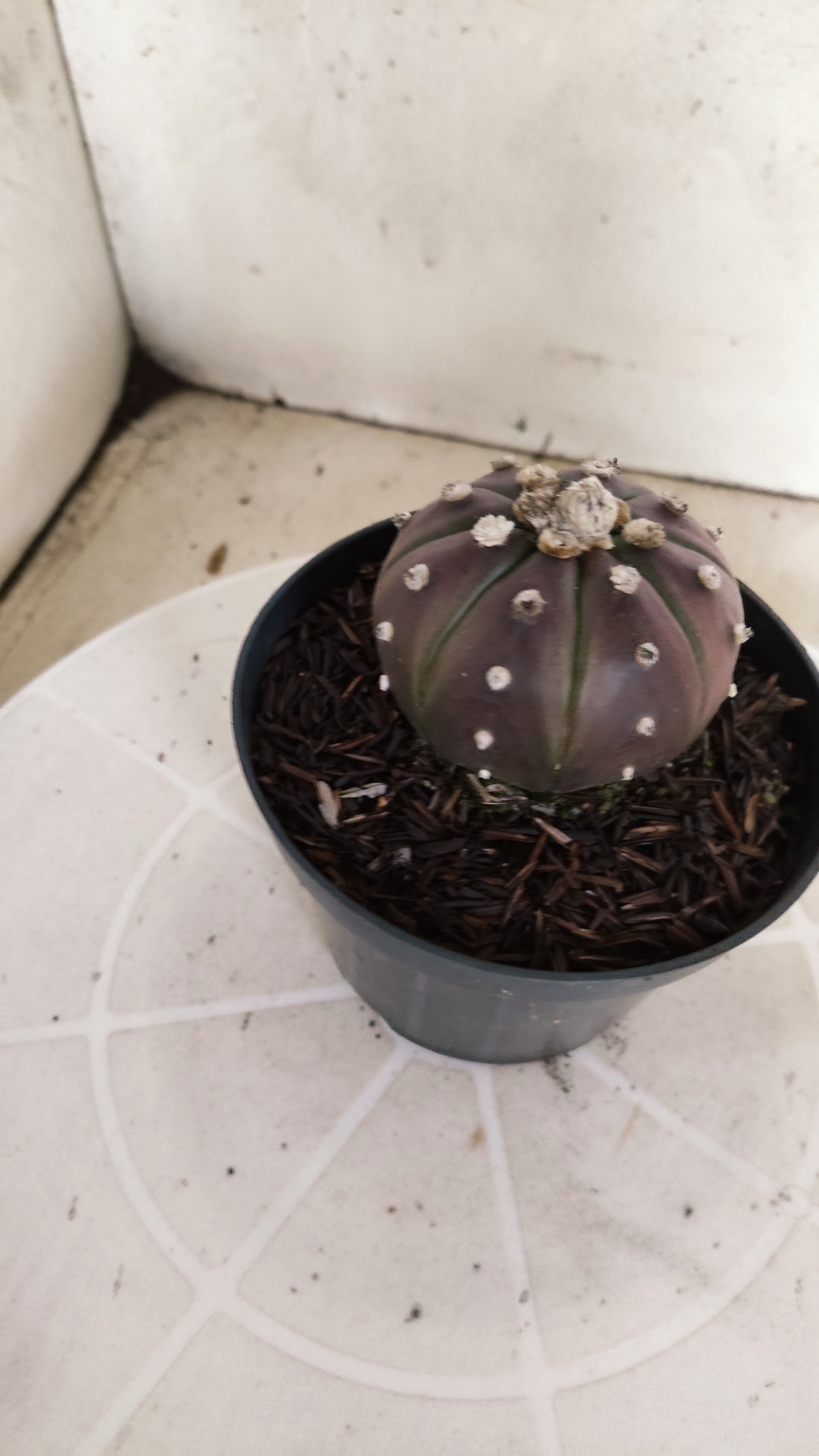 MATRIZ ASTROPHYTUM ASTÉRIAS "Purple" Nº 1061 – vaso 11