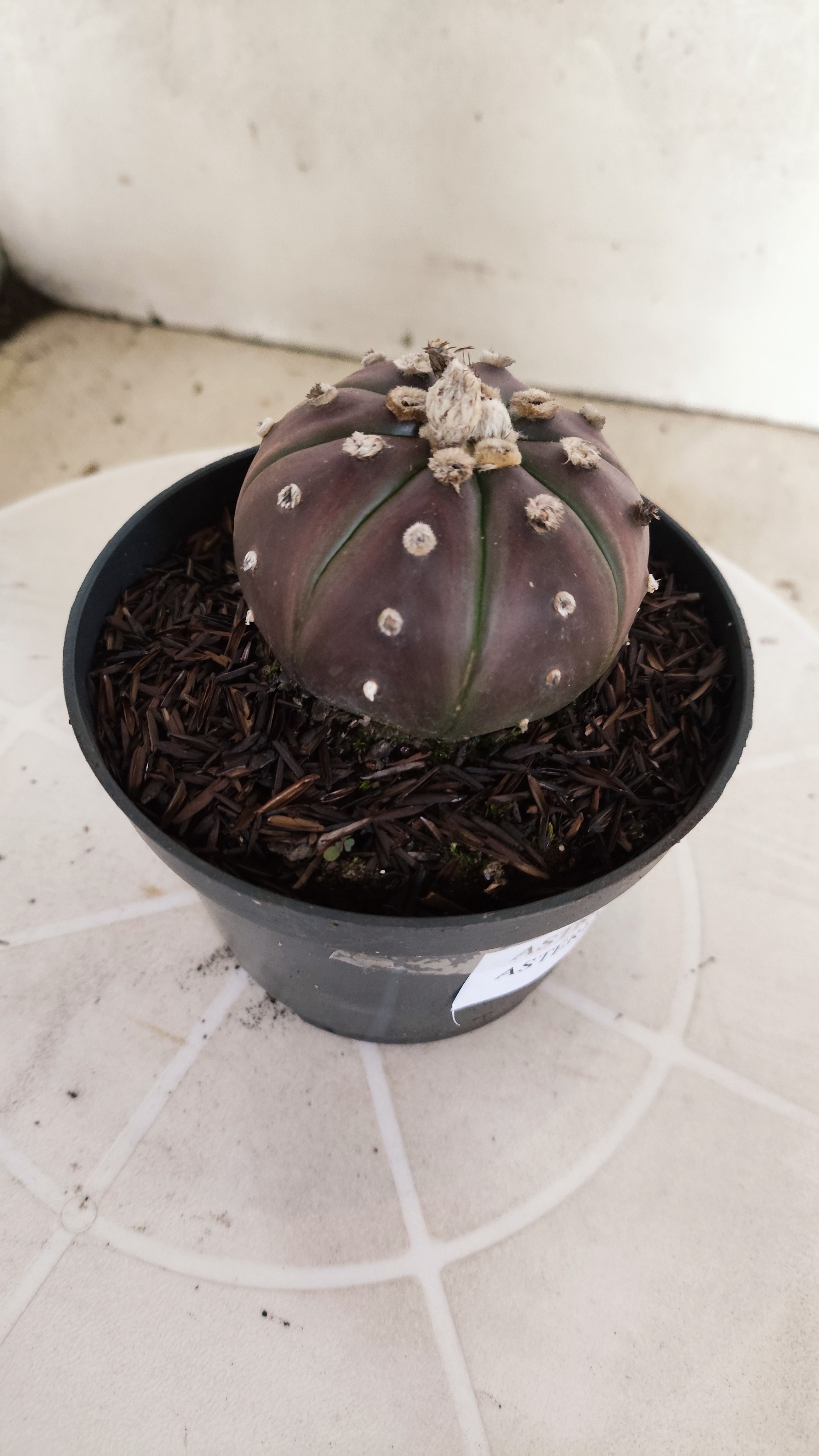 MATRIZ ASTROPHYTUM ASTÉRIAS "Purple" Nº 1061 – vaso 11