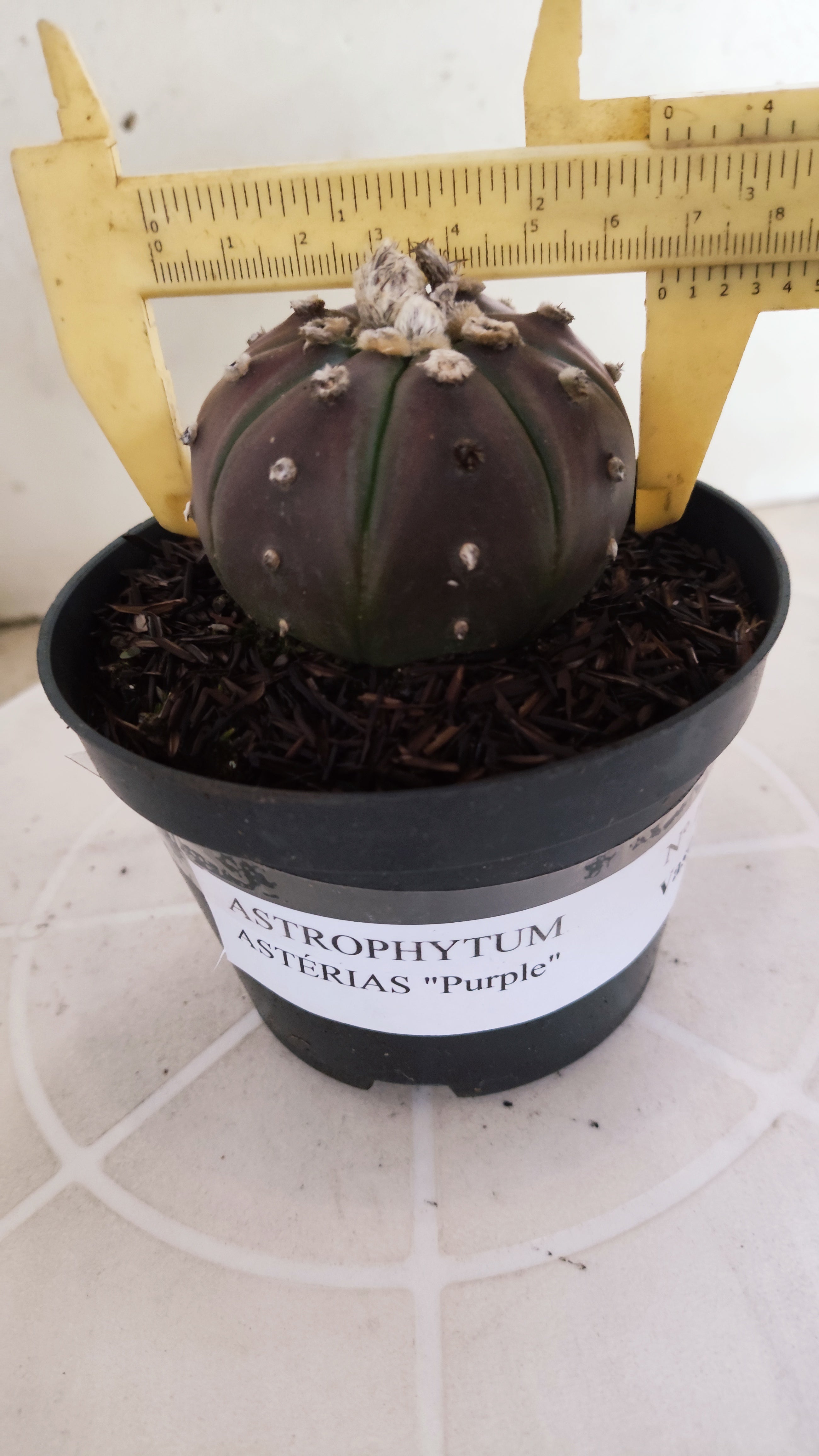 MATRIZ ASTROPHYTUM ASTÉRIAS "Purple" Nº 1061 – vaso 11