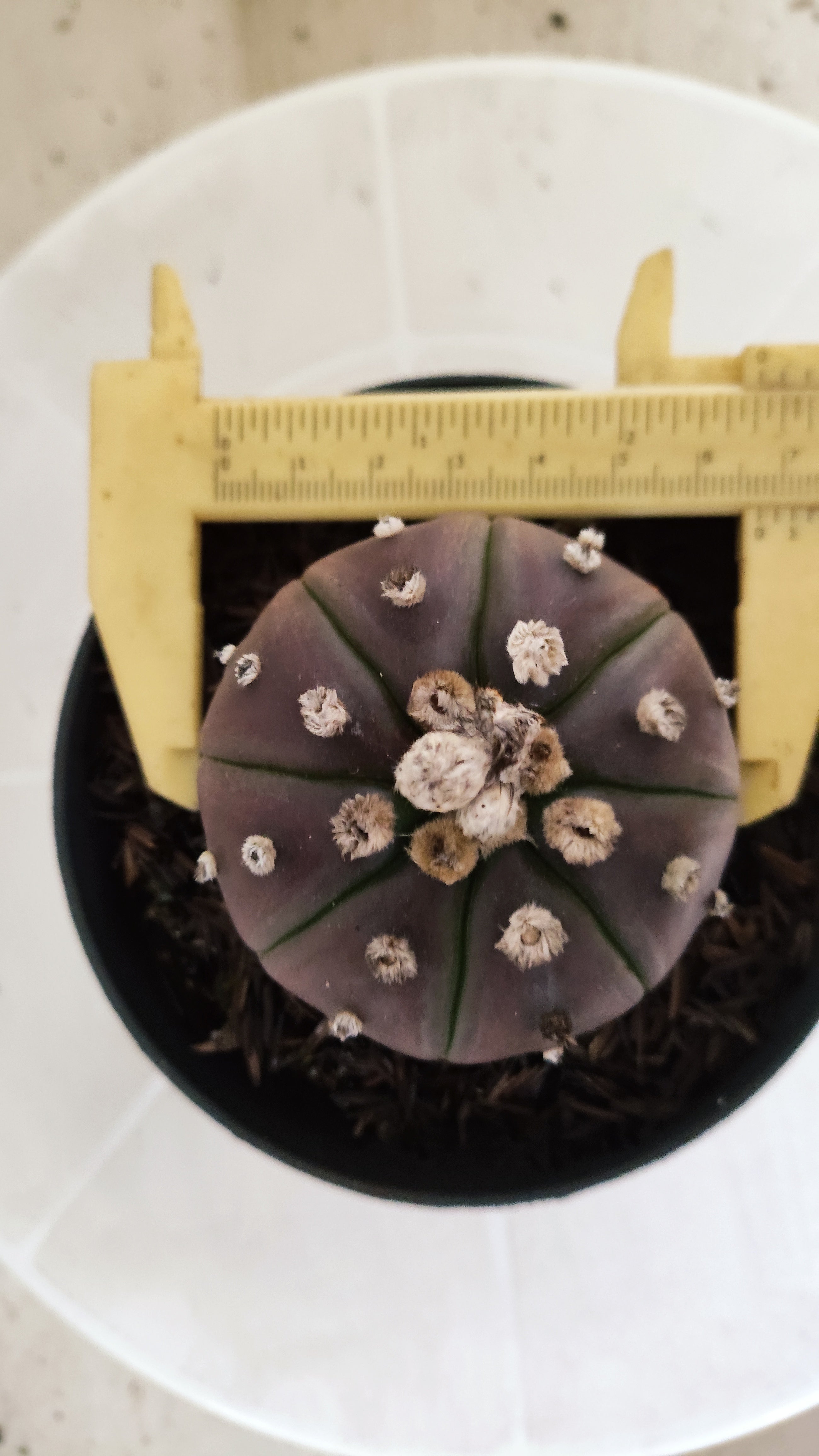 MATRIZ ASTROPHYTUM ASTÉRIAS "Purple" Nº 1061 – vaso 11