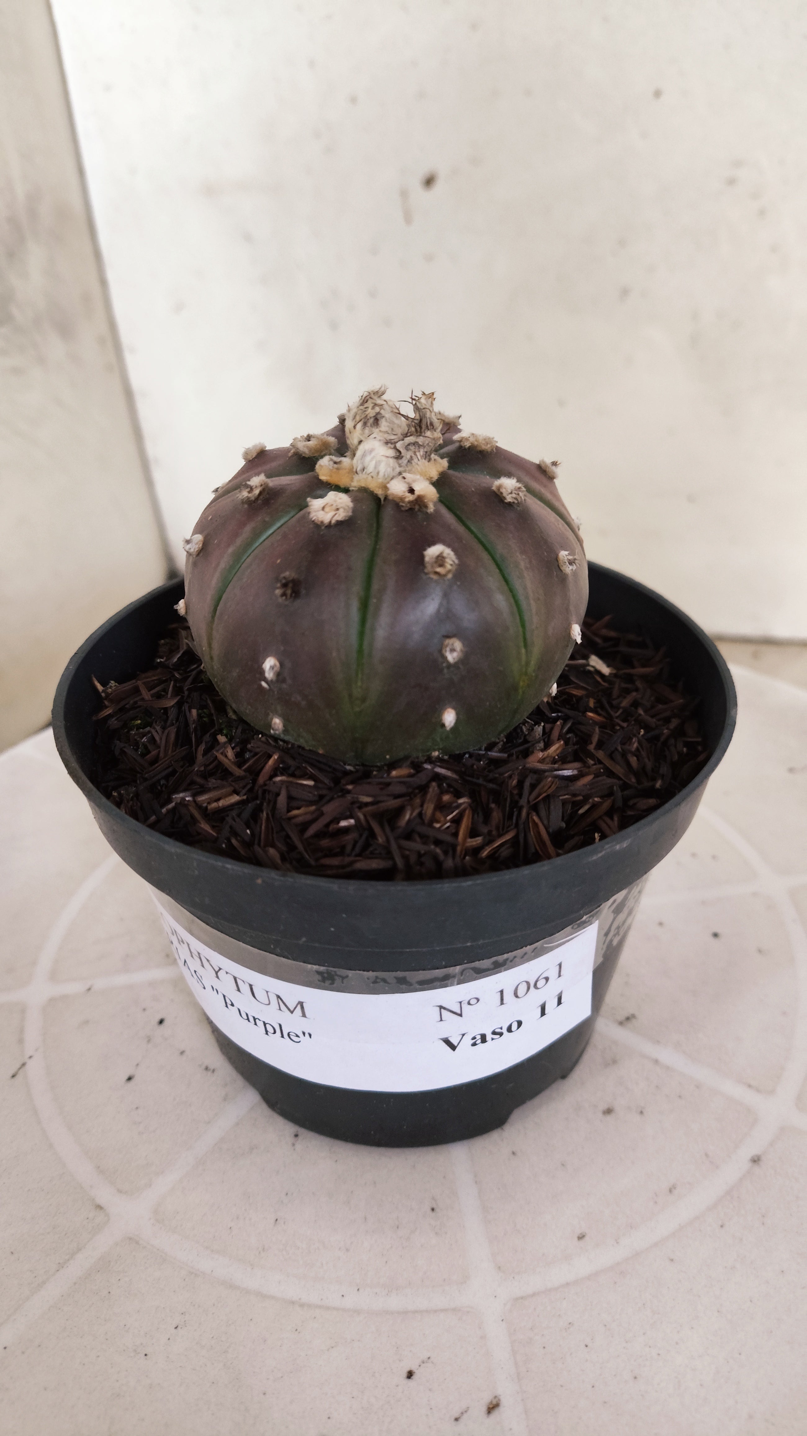 MATRIZ ASTROPHYTUM ASTÉRIAS "Purple" Nº 1061 – vaso 11