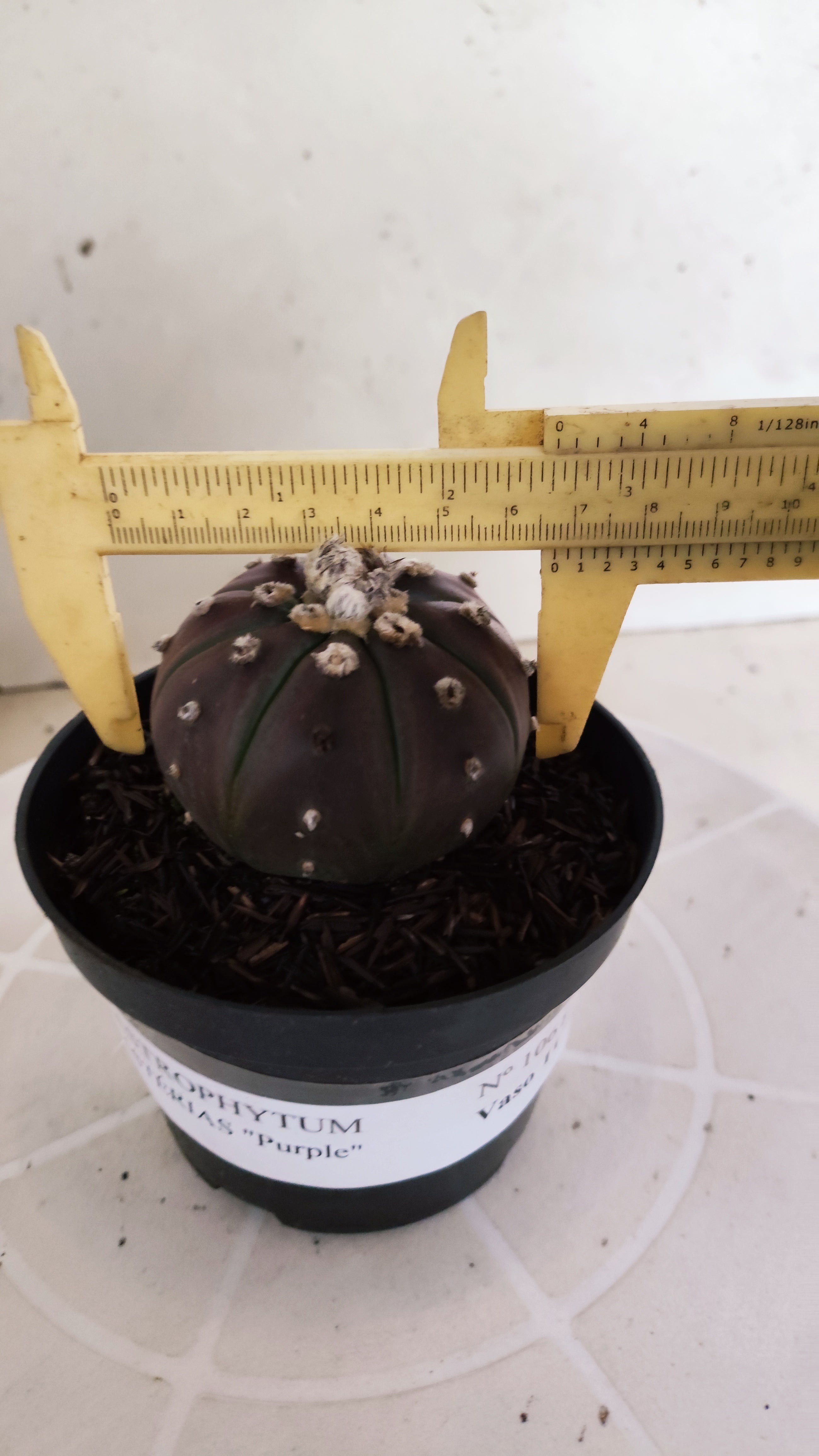 MATRIZ ASTROPHYTUM ASTÉRIAS "Purple" Nº 1061 – vaso 11