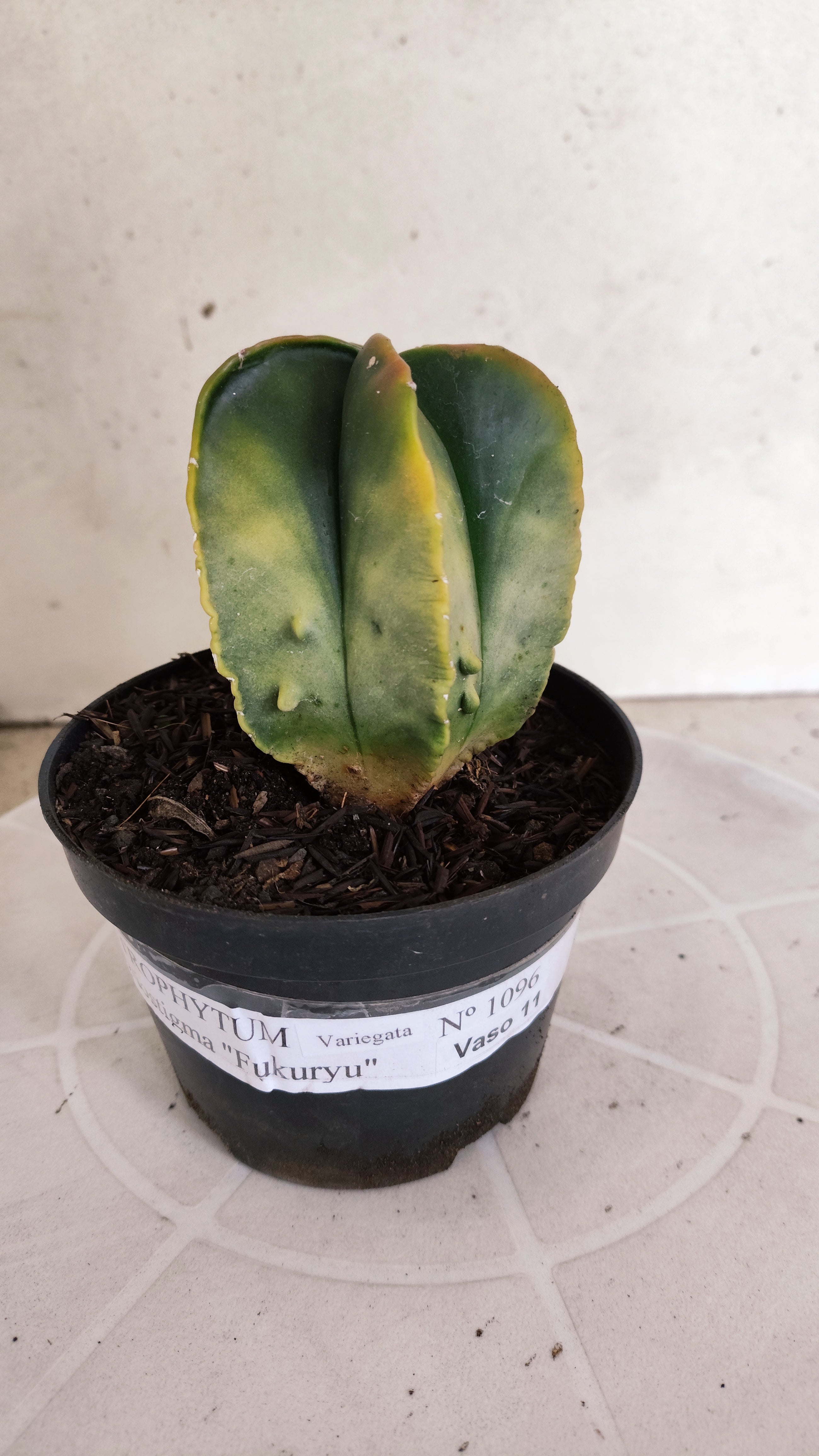 ASTROPHYTUM Myriostigma FUKURYU "Variegata" Nº 1096 – vaso 11