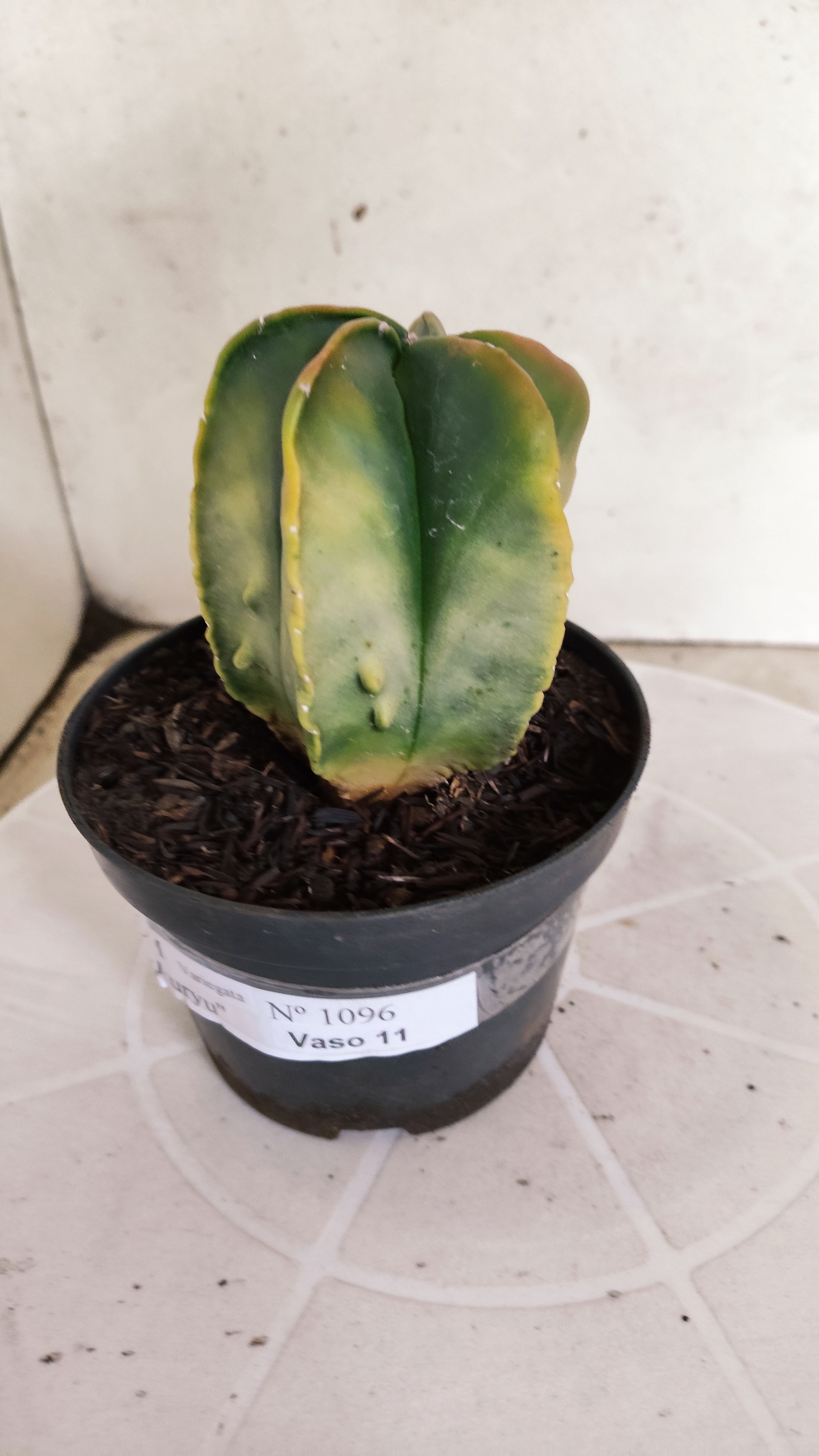 ASTROPHYTUM Myriostigma FUKURYU "Variegata" Nº 1096 – vaso 11