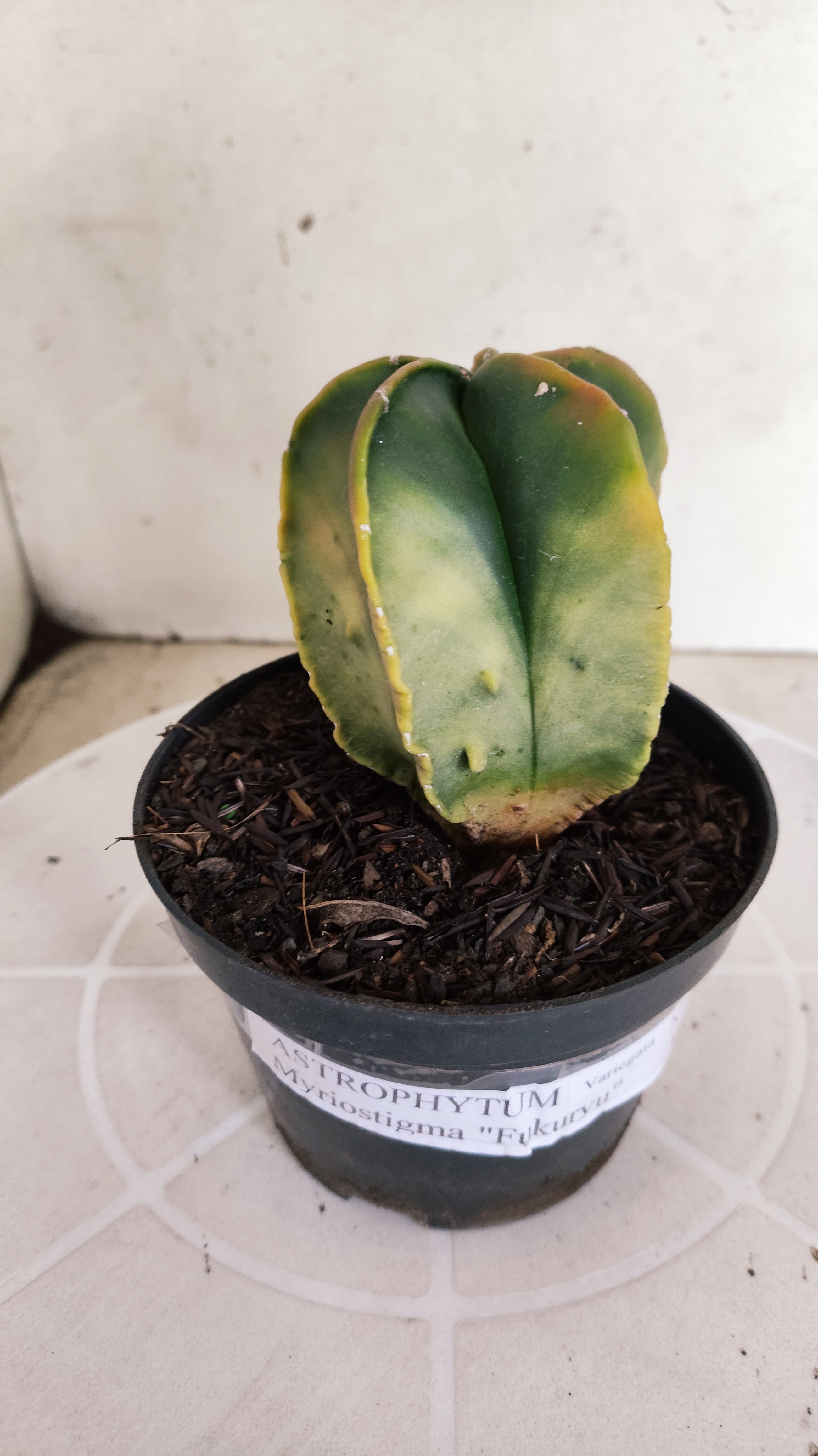ASTROPHYTUM Myriostigma FUKURYU "Variegata" Nº 1096 – vaso 11