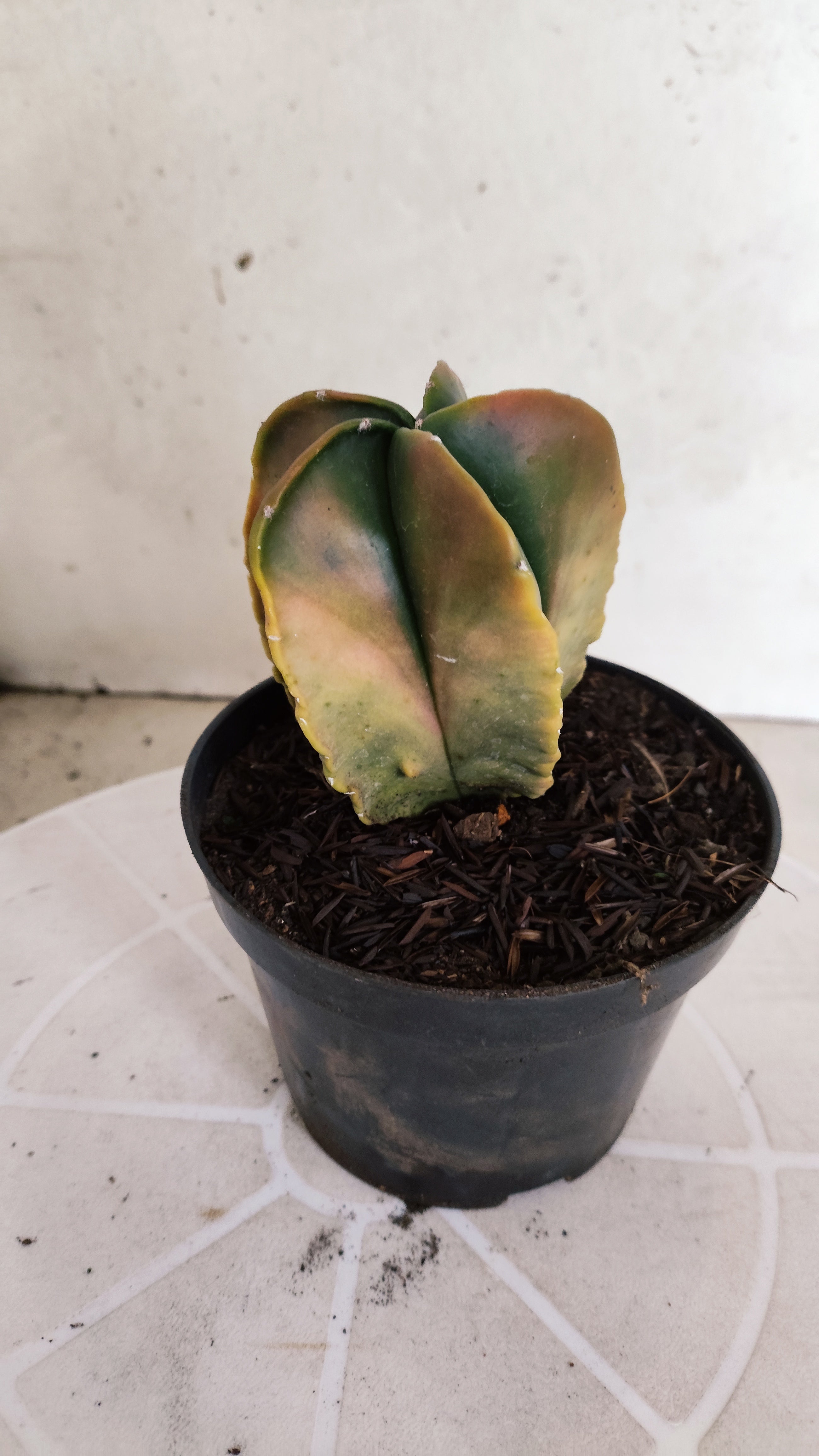 ASTROPHYTUM Myriostigma FUKURYU "Variegata" Nº 1096 – vaso 11