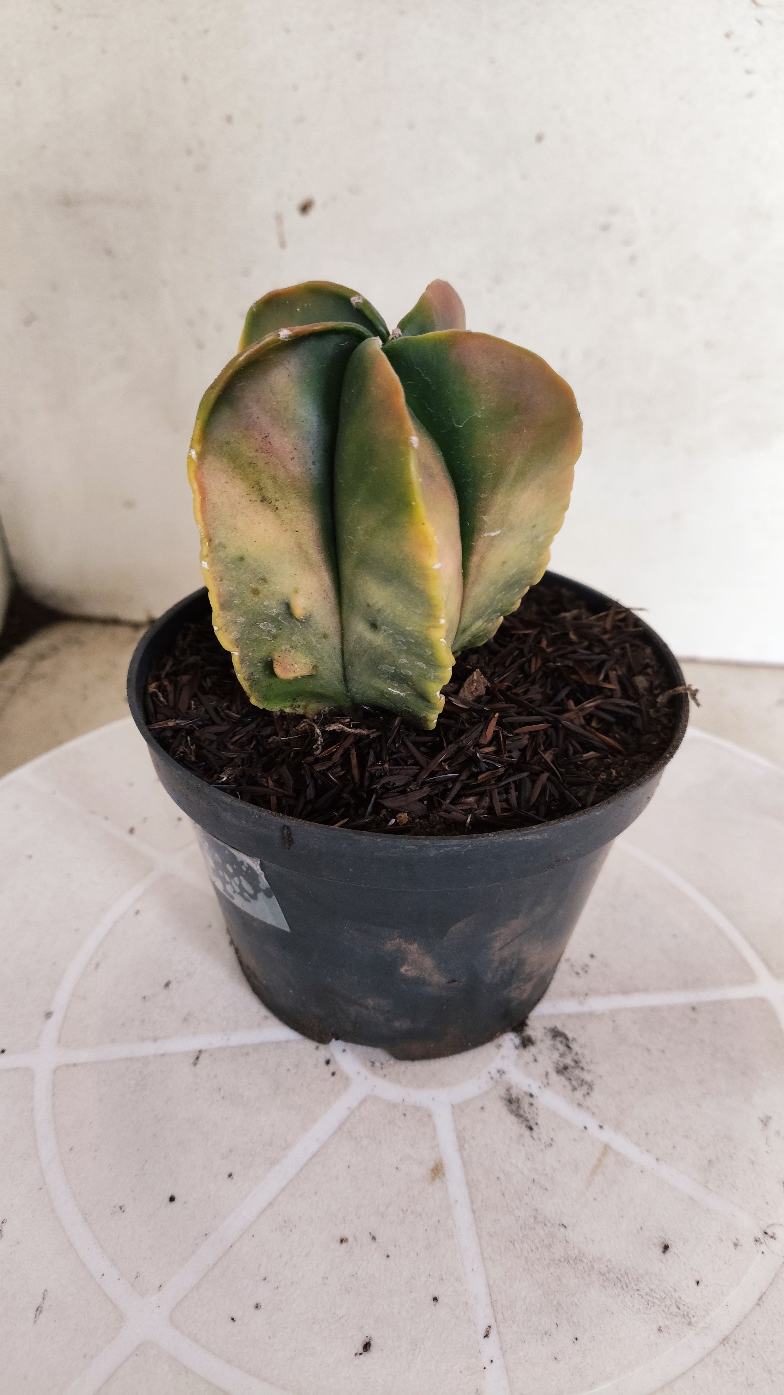 ASTROPHYTUM Myriostigma FUKURYU "Variegata" Nº 1096 – vaso 11