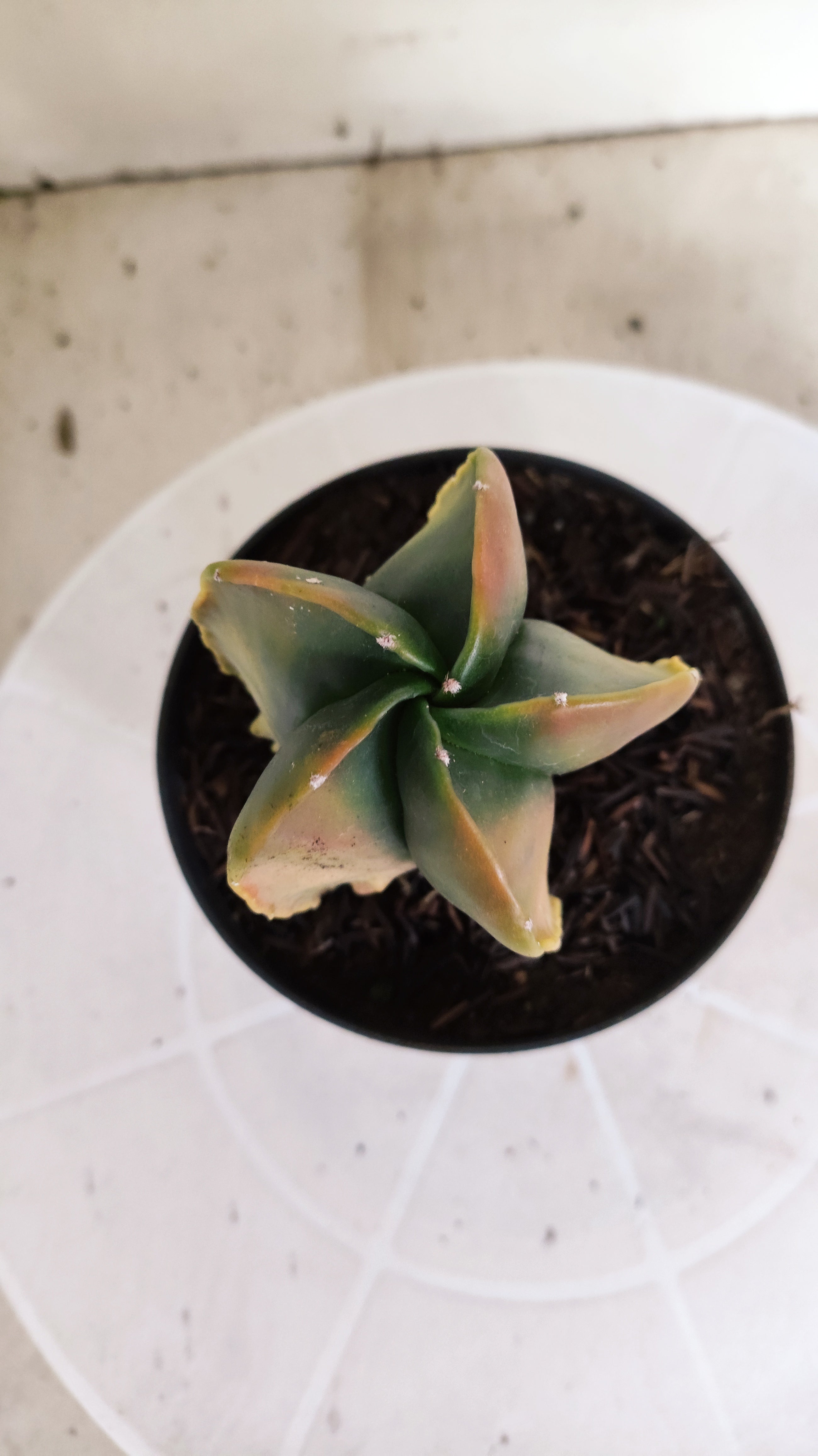 ASTROPHYTUM Myriostigma FUKURYU "Variegata" Nº 1096 – vaso 11