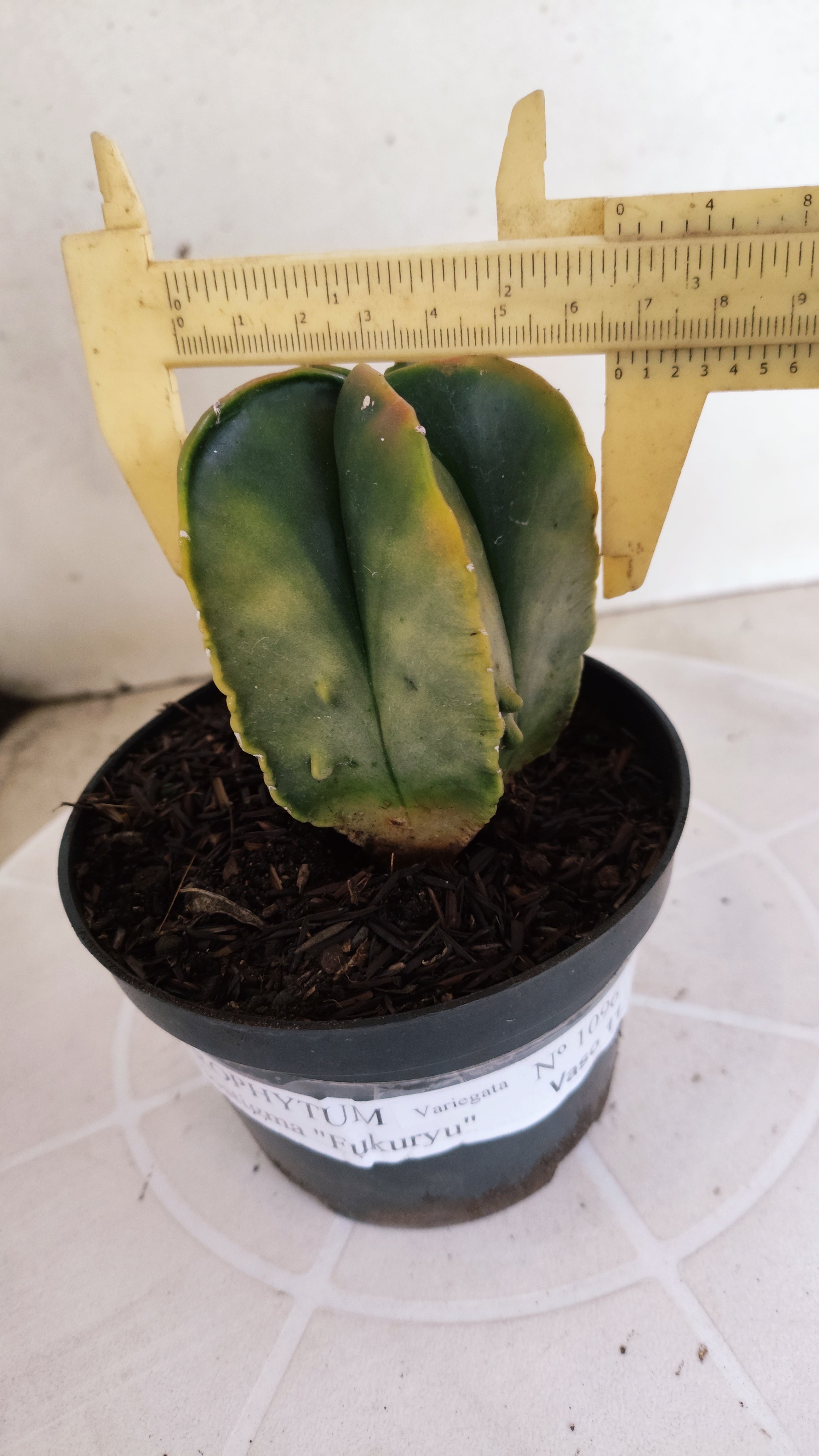 ASTROPHYTUM Myriostigma FUKURYU "Variegata" Nº 1096 – vaso 11