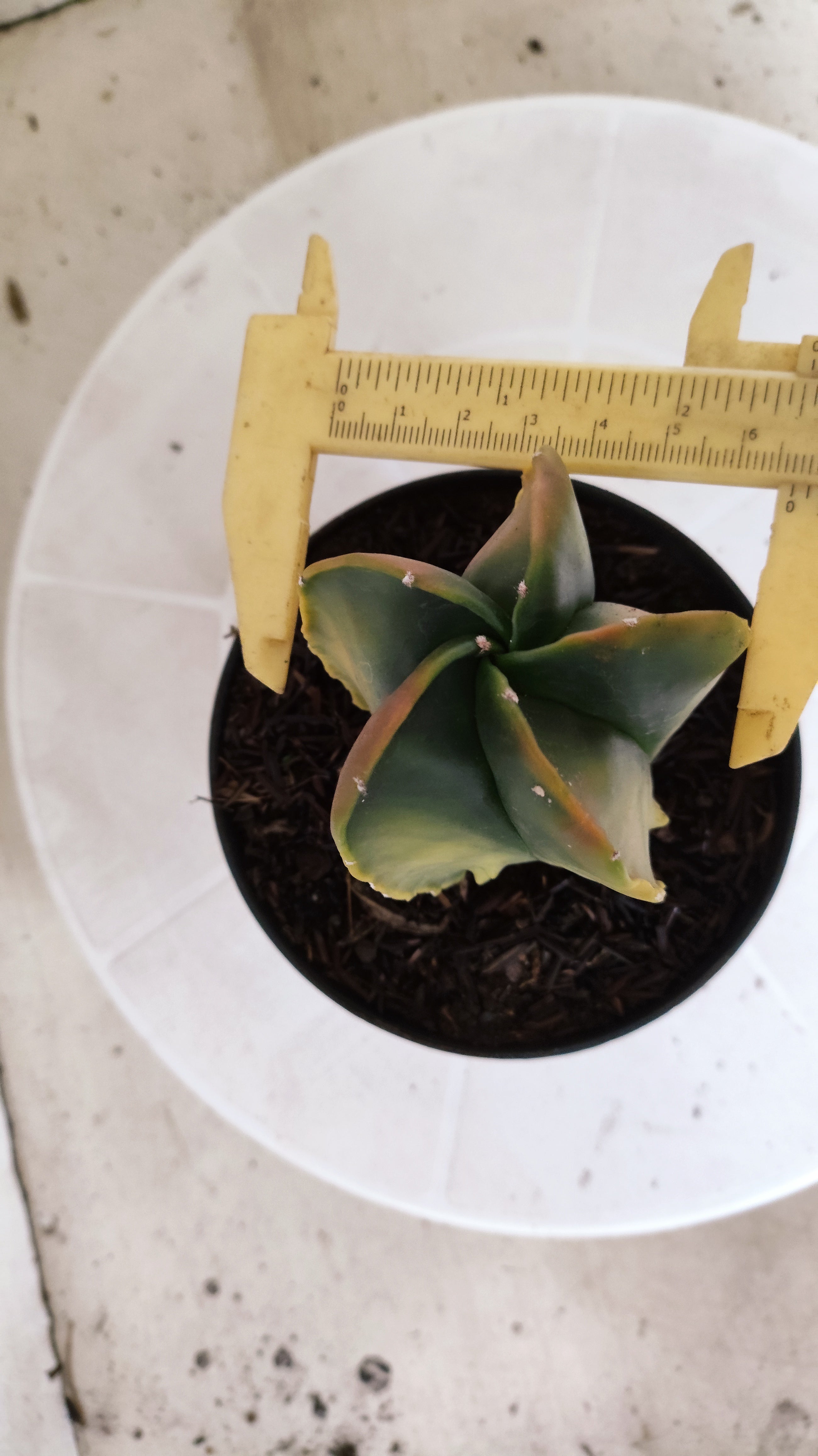 ASTROPHYTUM Myriostigma FUKURYU "Variegata" Nº 1096 – vaso 11