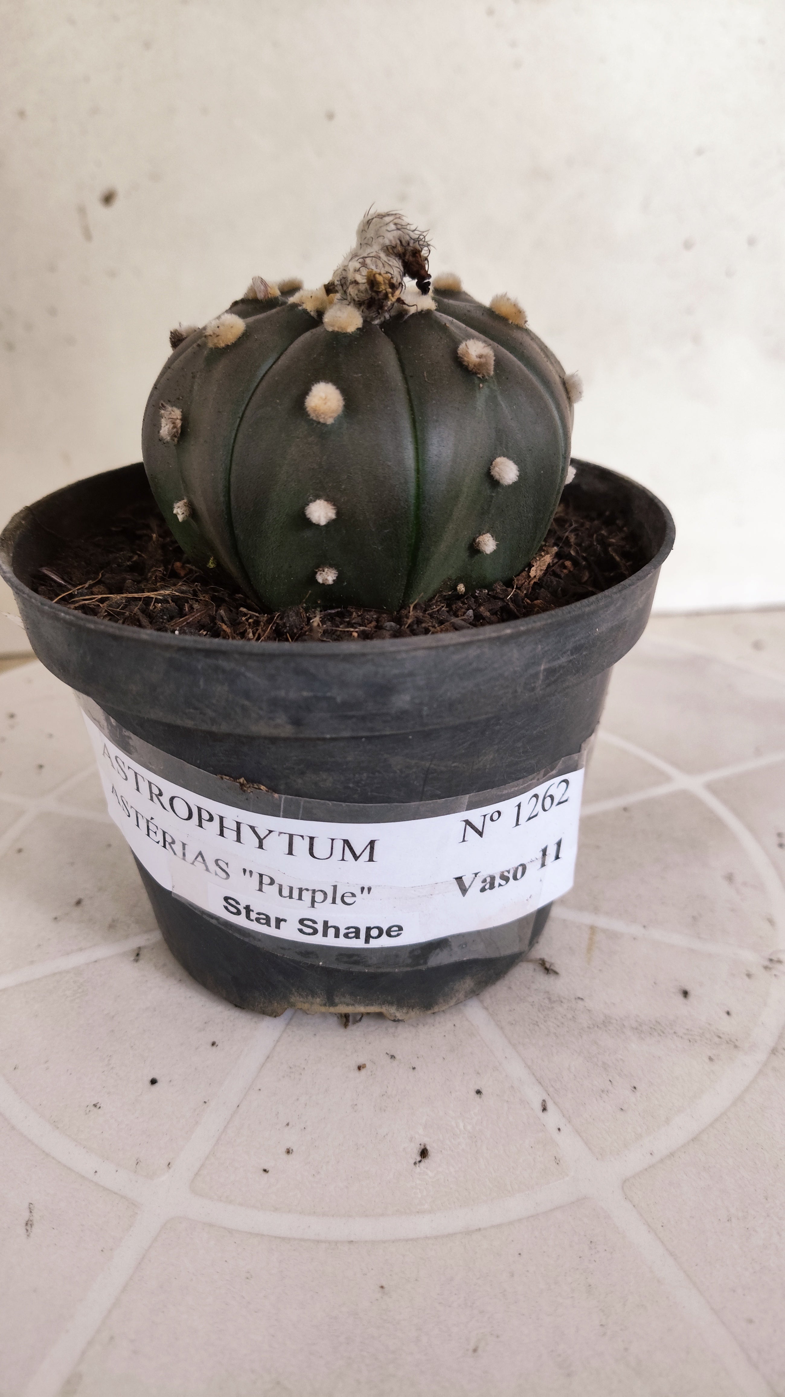 ASTROPHYTUM ASTERIAS  "Purple" STAR SHAPE Nº 1262 – vaso 11