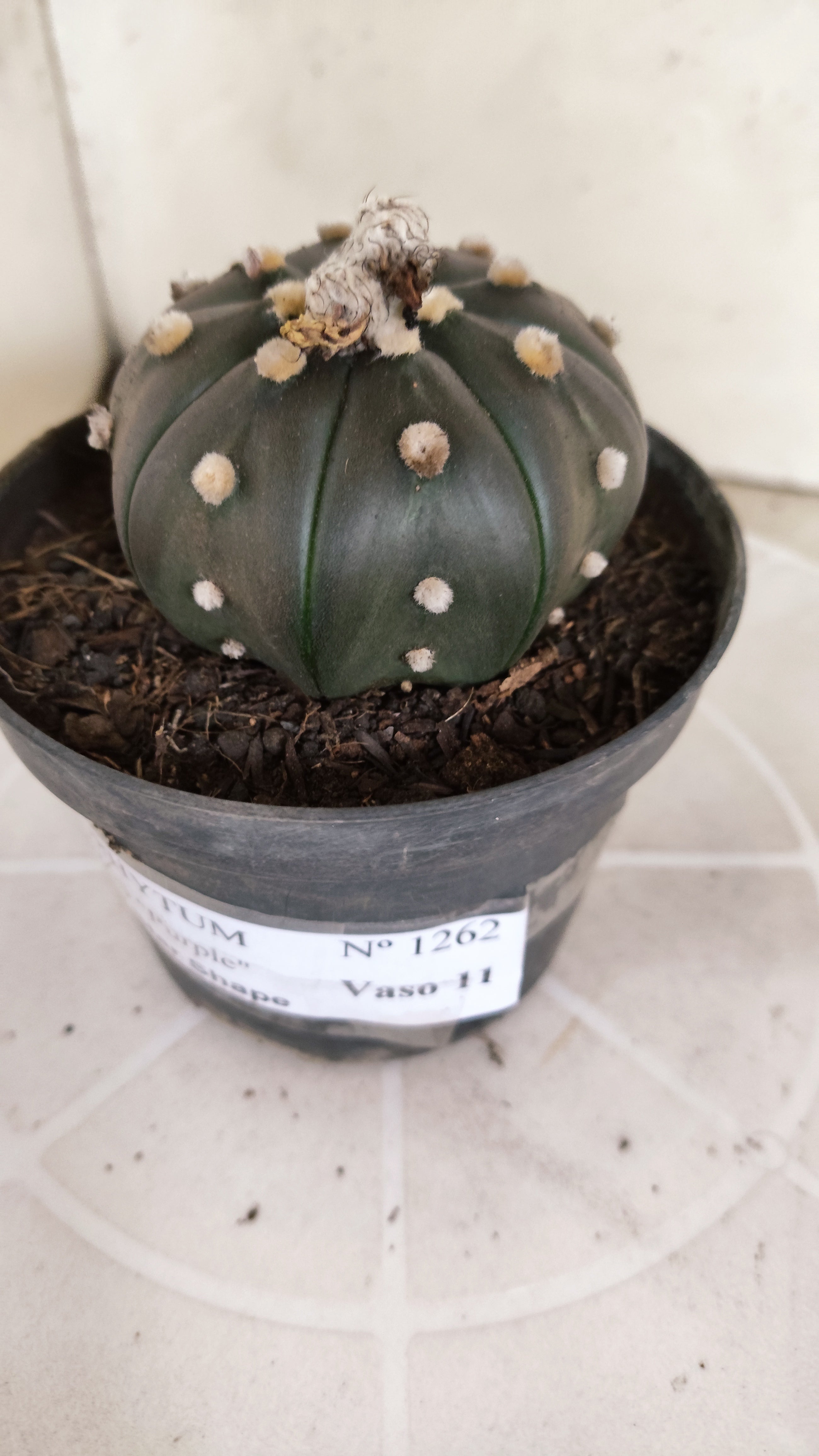 ASTROPHYTUM ASTERIAS  "Purple" STAR SHAPE Nº 1262 – vaso 11