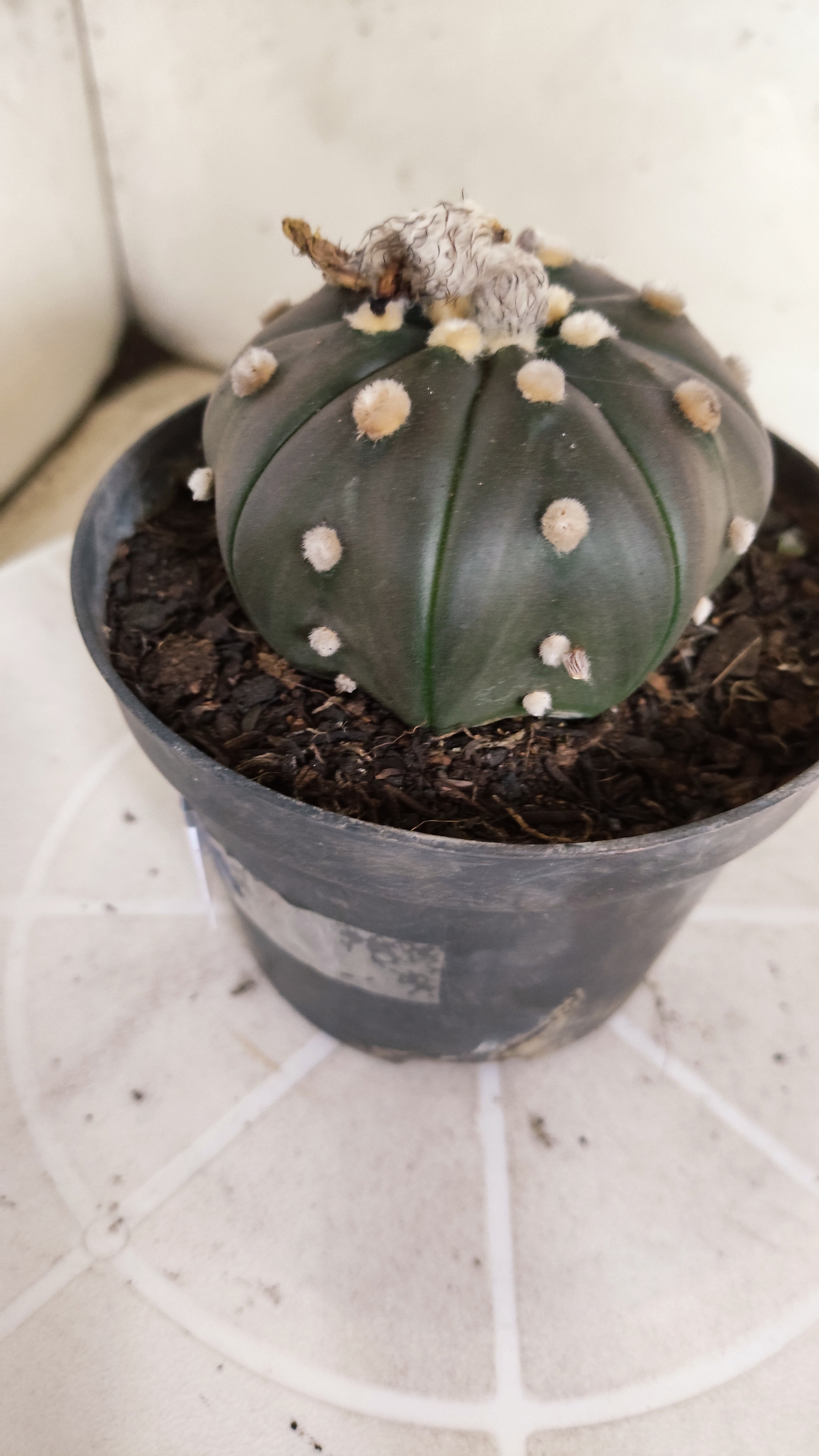 ASTROPHYTUM ASTERIAS  "Purple" STAR SHAPE Nº 1262 – vaso 11
