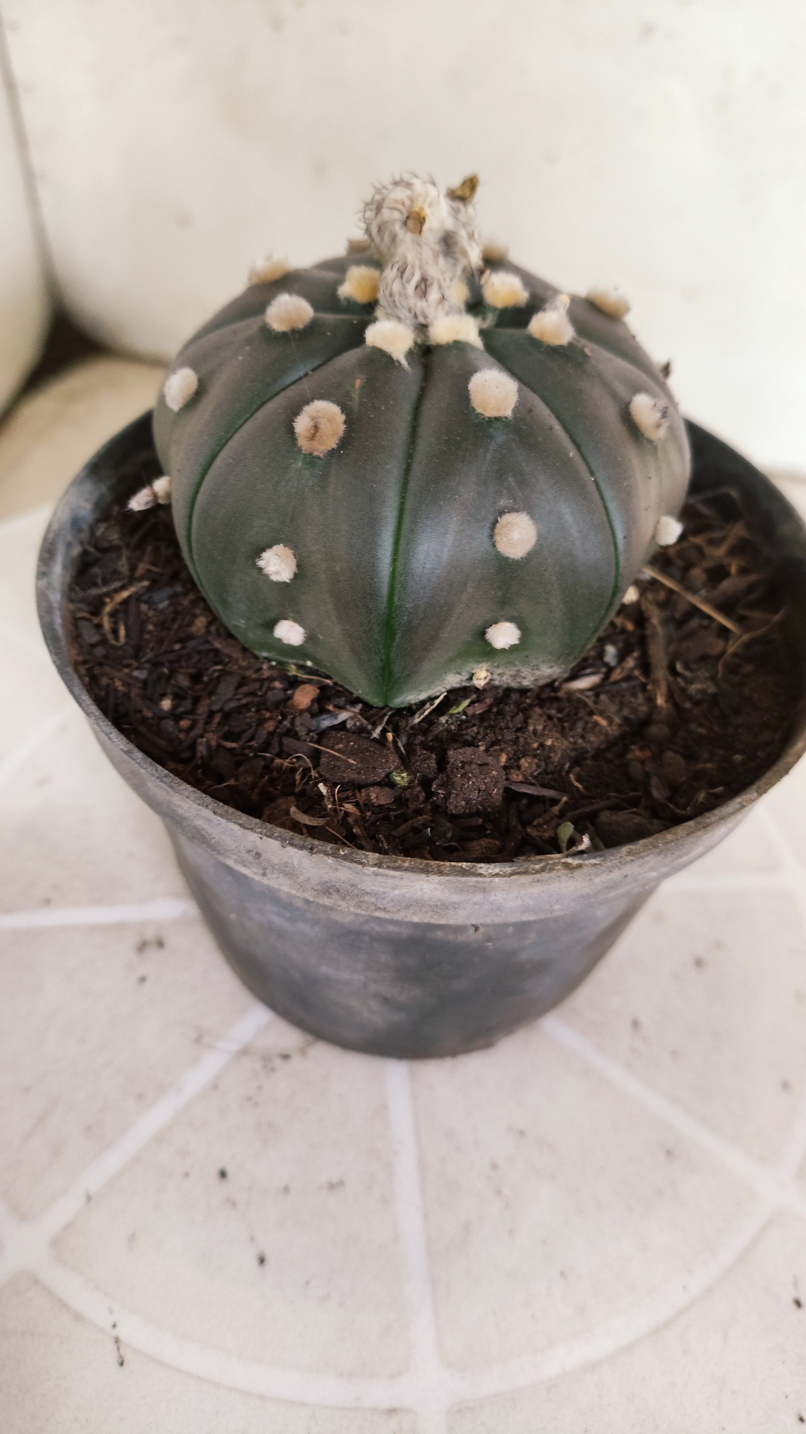 ASTROPHYTUM ASTERIAS  "Purple" STAR SHAPE Nº 1262 – vaso 11