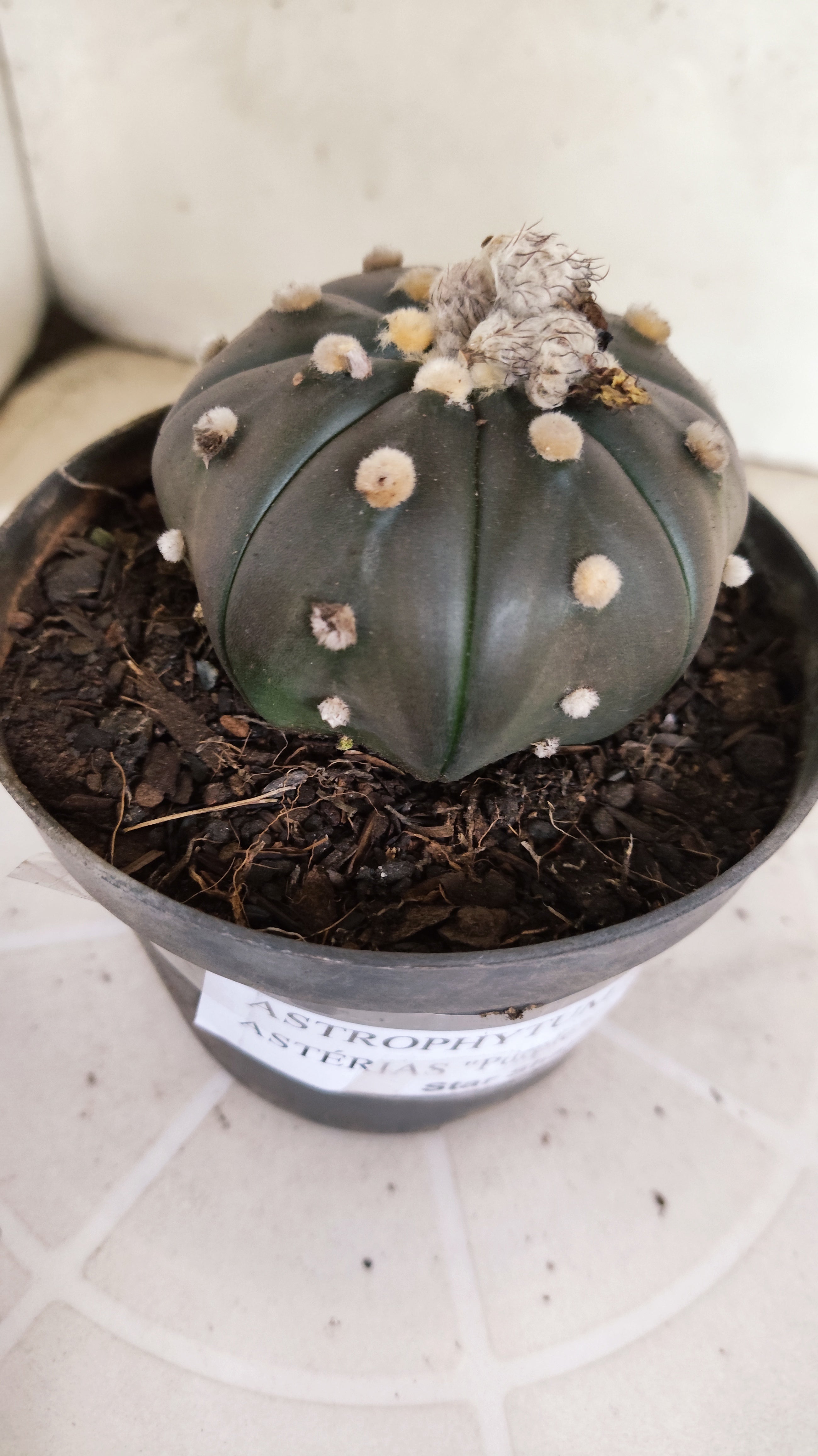 ASTROPHYTUM ASTERIAS  "Purple" STAR SHAPE Nº 1262 – vaso 11