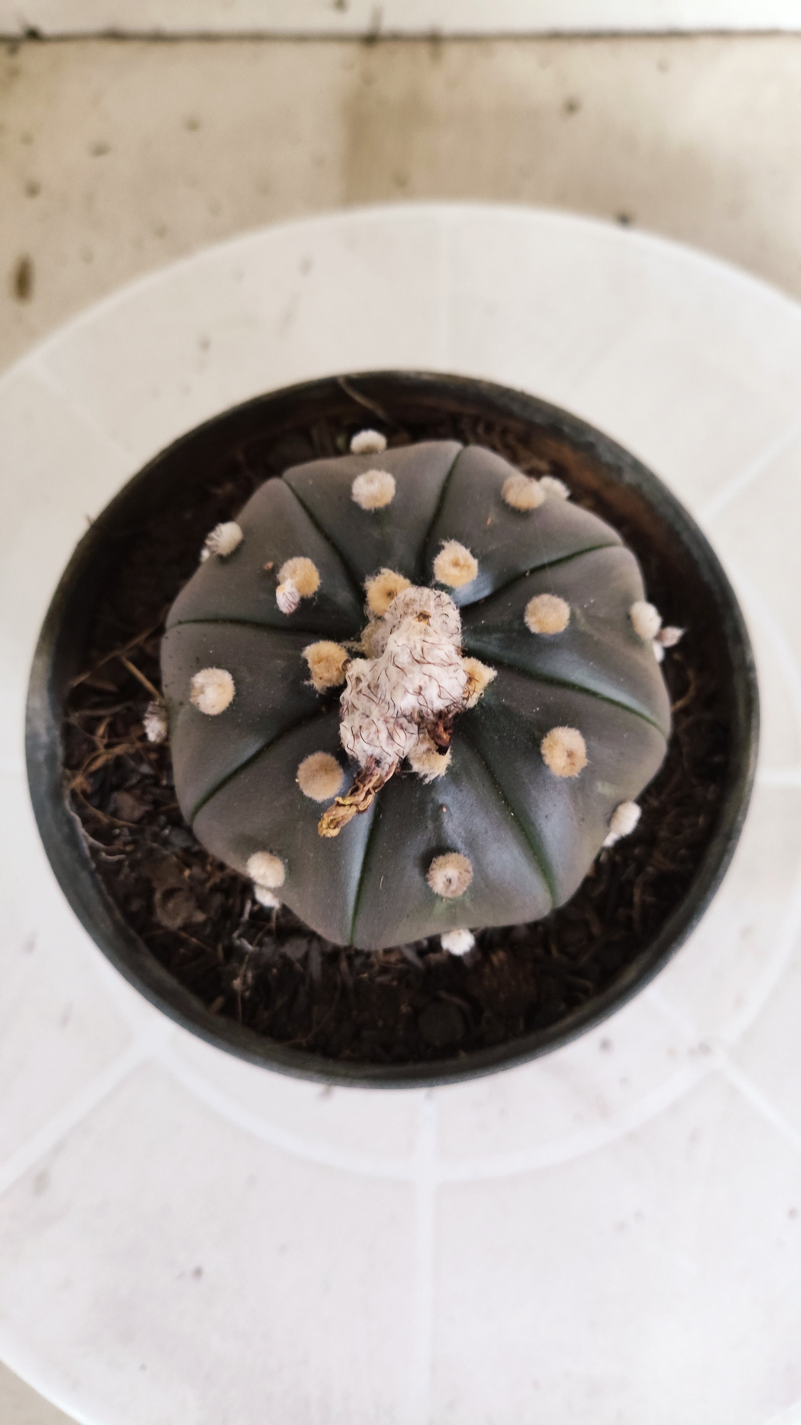 ASTROPHYTUM ASTERIAS  "Purple" STAR SHAPE Nº 1262 – vaso 11