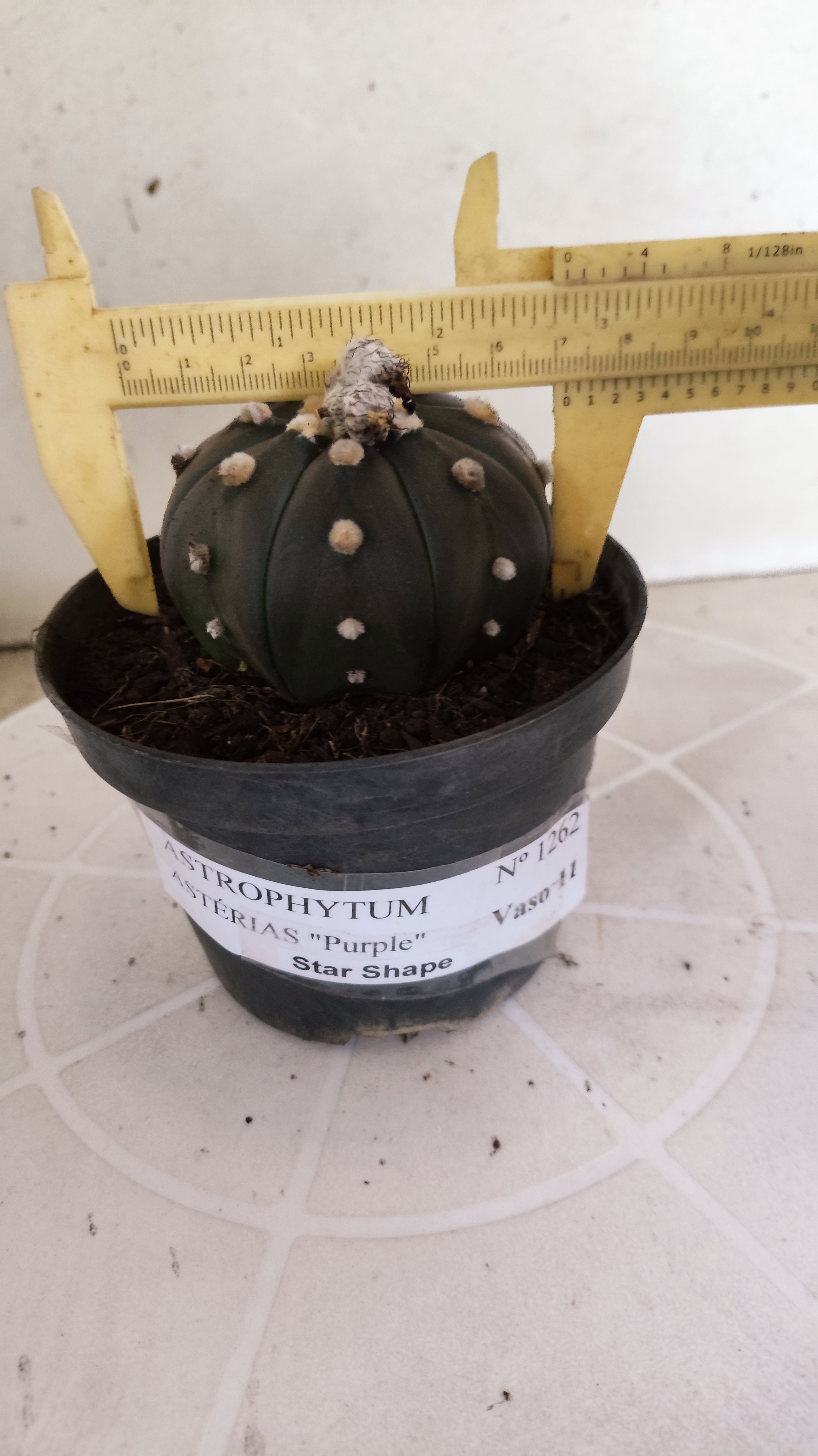 ASTROPHYTUM ASTERIAS  "Purple" STAR SHAPE Nº 1262 – vaso 11